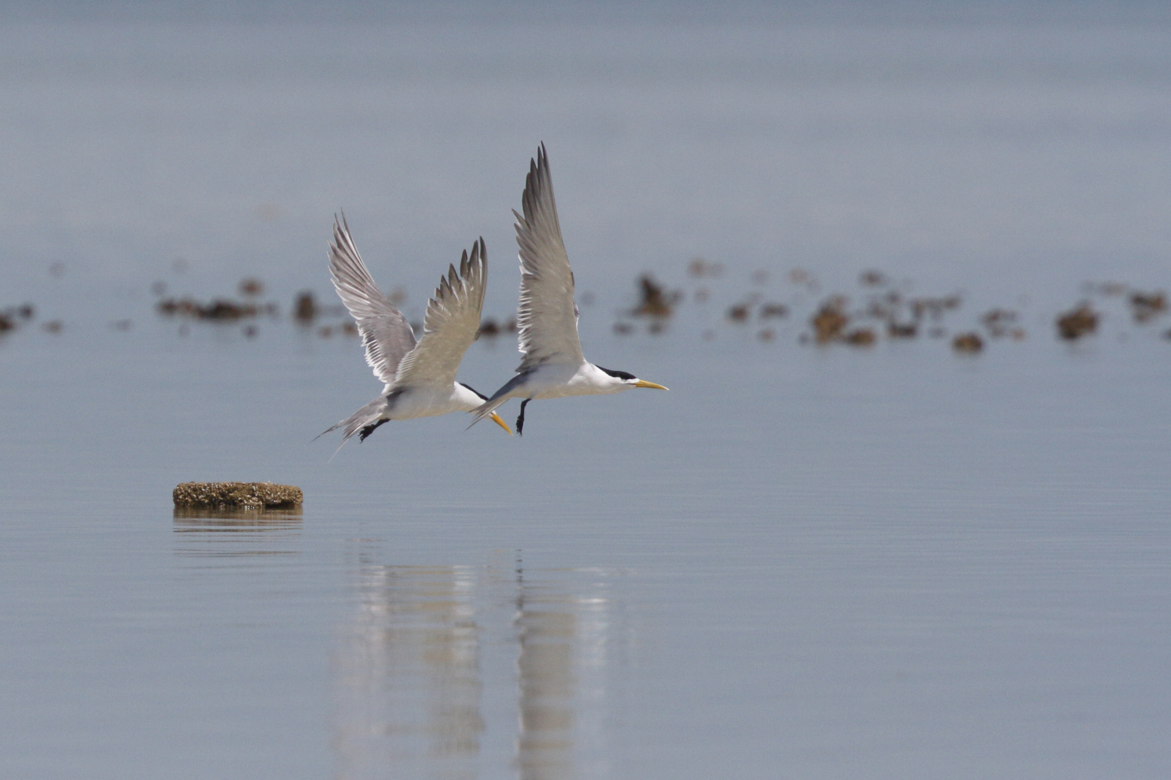 Great Crested Tern. Qatar, 24 March 2014 © Neil G. Morris.