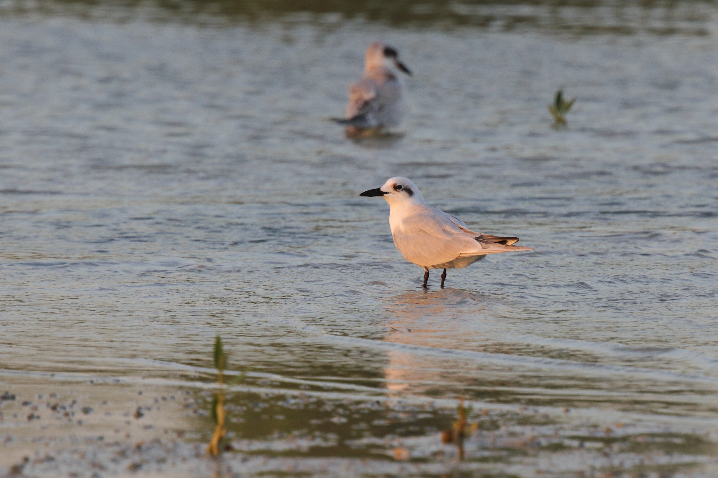 Gull-billed Tern. Qatar, 15 October 2012 © Neil G. Morris.