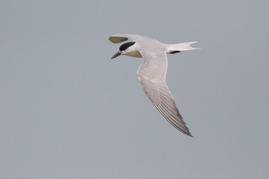 Gull-billed Tern. Qatar, 07 March 2013 © Neil G. Morris.