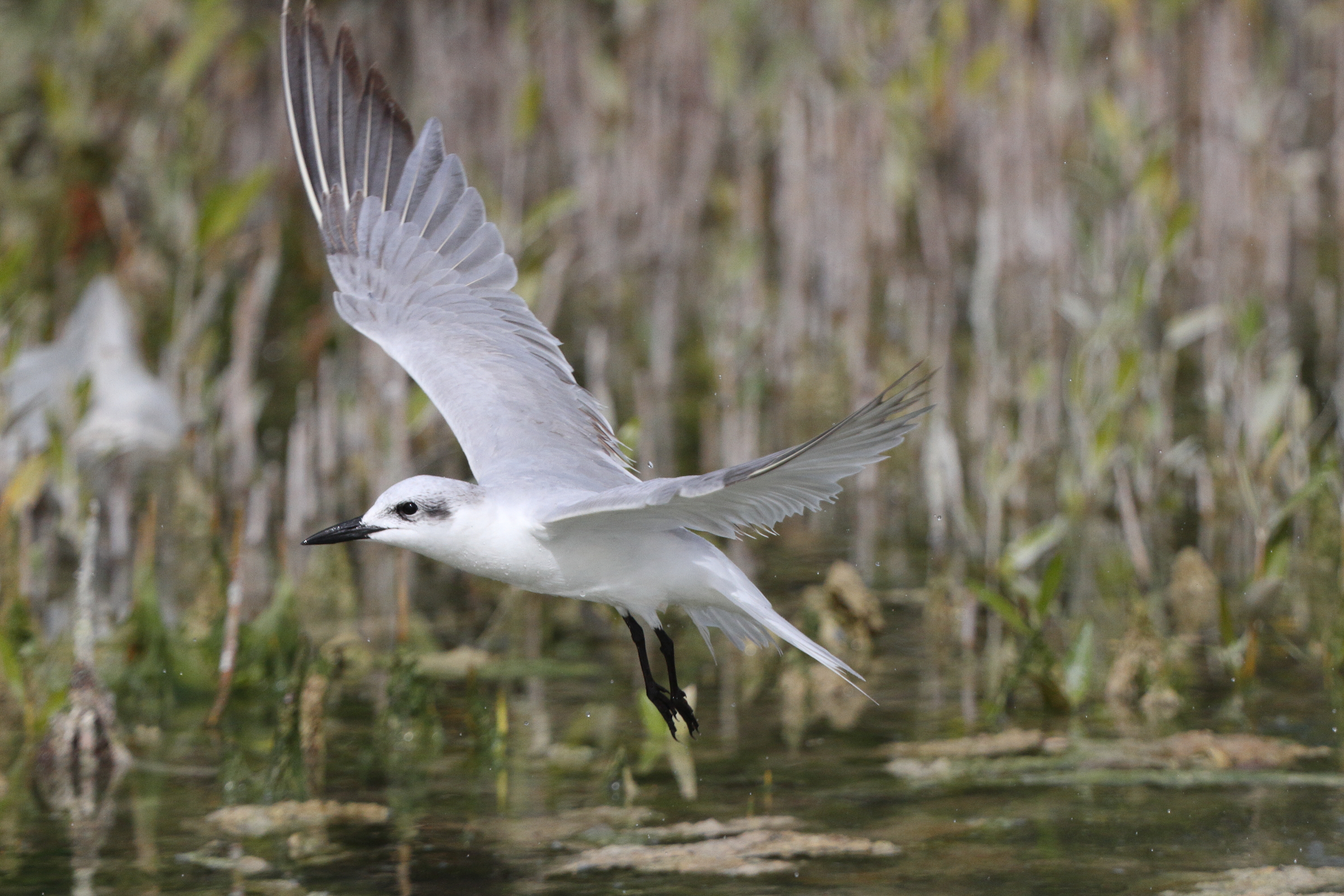 Gull-billed Tern. Qatar, 11 March 2013 © Neil G. Morris.