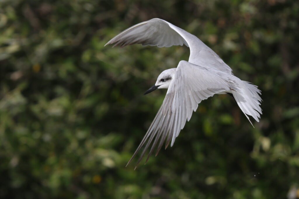 Gull-billed Tern. Qatar, 11 March 2013 © Neil G. Morris.