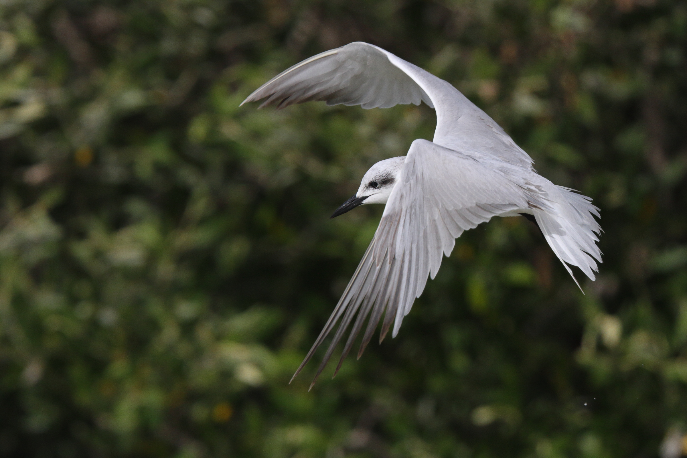 Gull-billed Tern. Qatar, 11 March 2013 © Neil G. Morris.