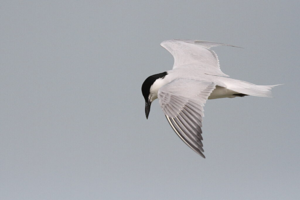 Gull-billed Tern. Qatar, 11 March 2013 © Neil G. Morris.