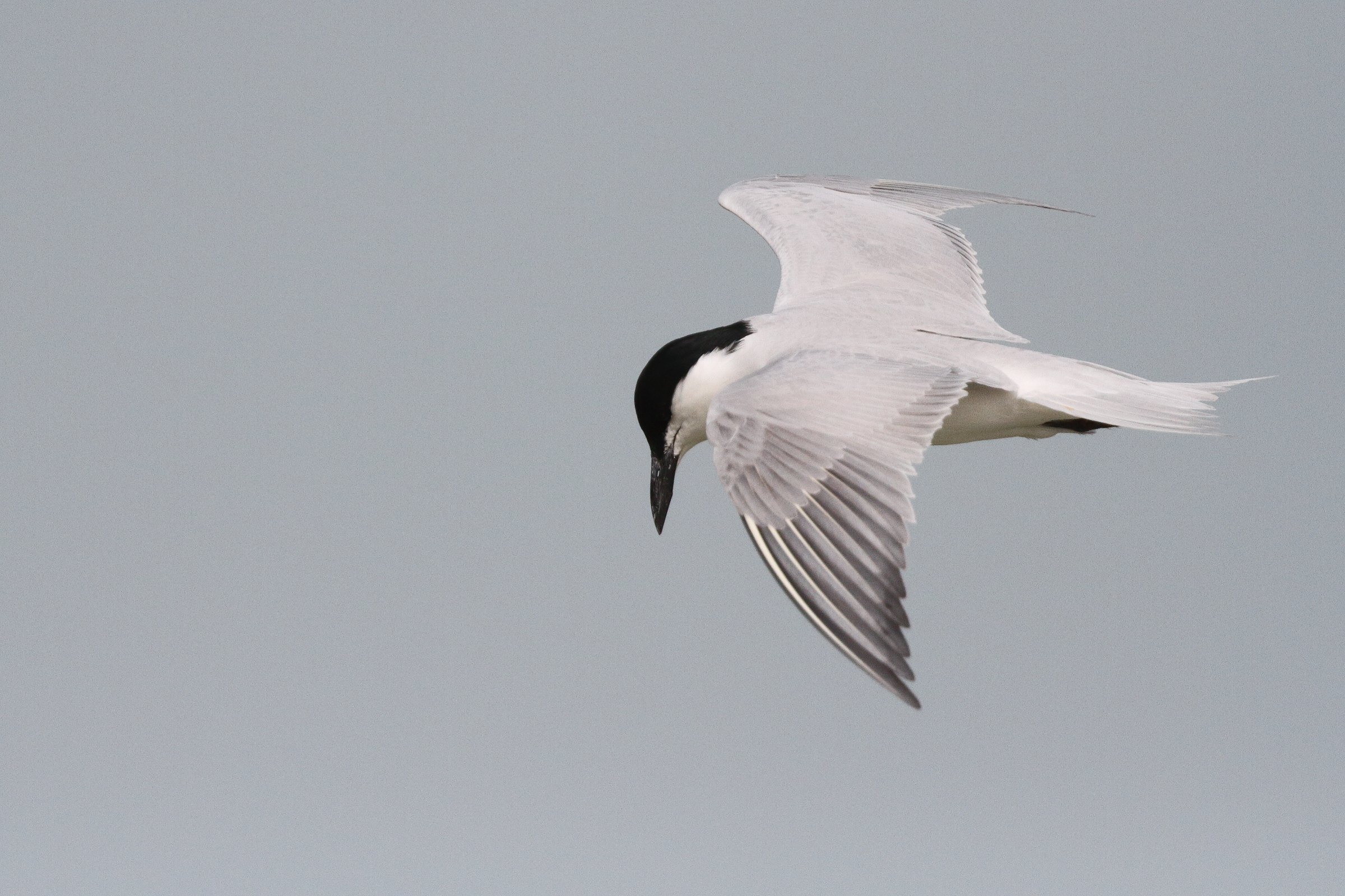 Gull-billed Tern. Qatar, 11 March 2013 © Neil G. Morris.