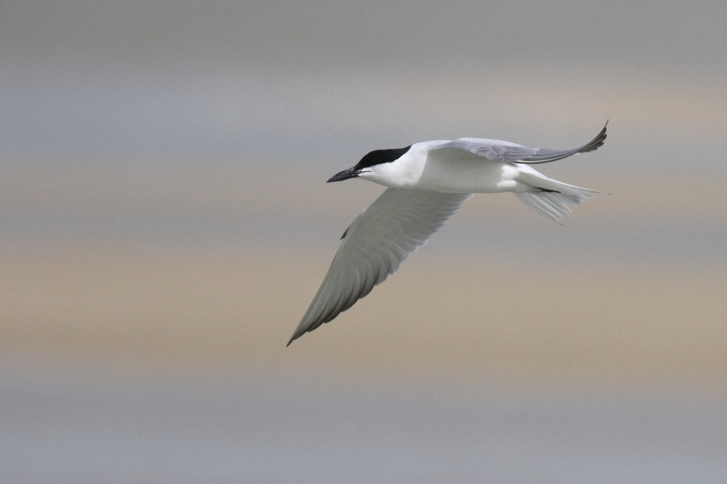 Gull-billed Tern. Qatar, 11 March 2013 © Neil G. Morris.