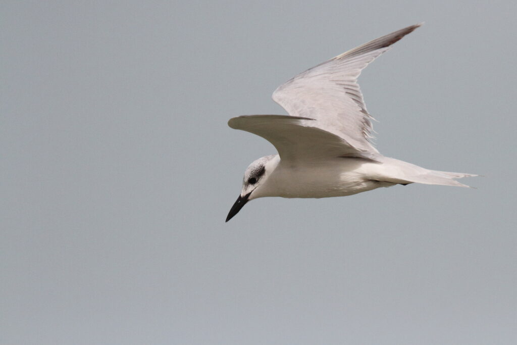 Gull-billed Tern. Qatar, 11 March 2013 © Neil G. Morris.