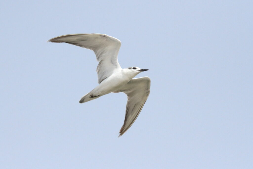 Gull-billed Tern. Qatar, 30 March 2015 © Neil G. Morris.