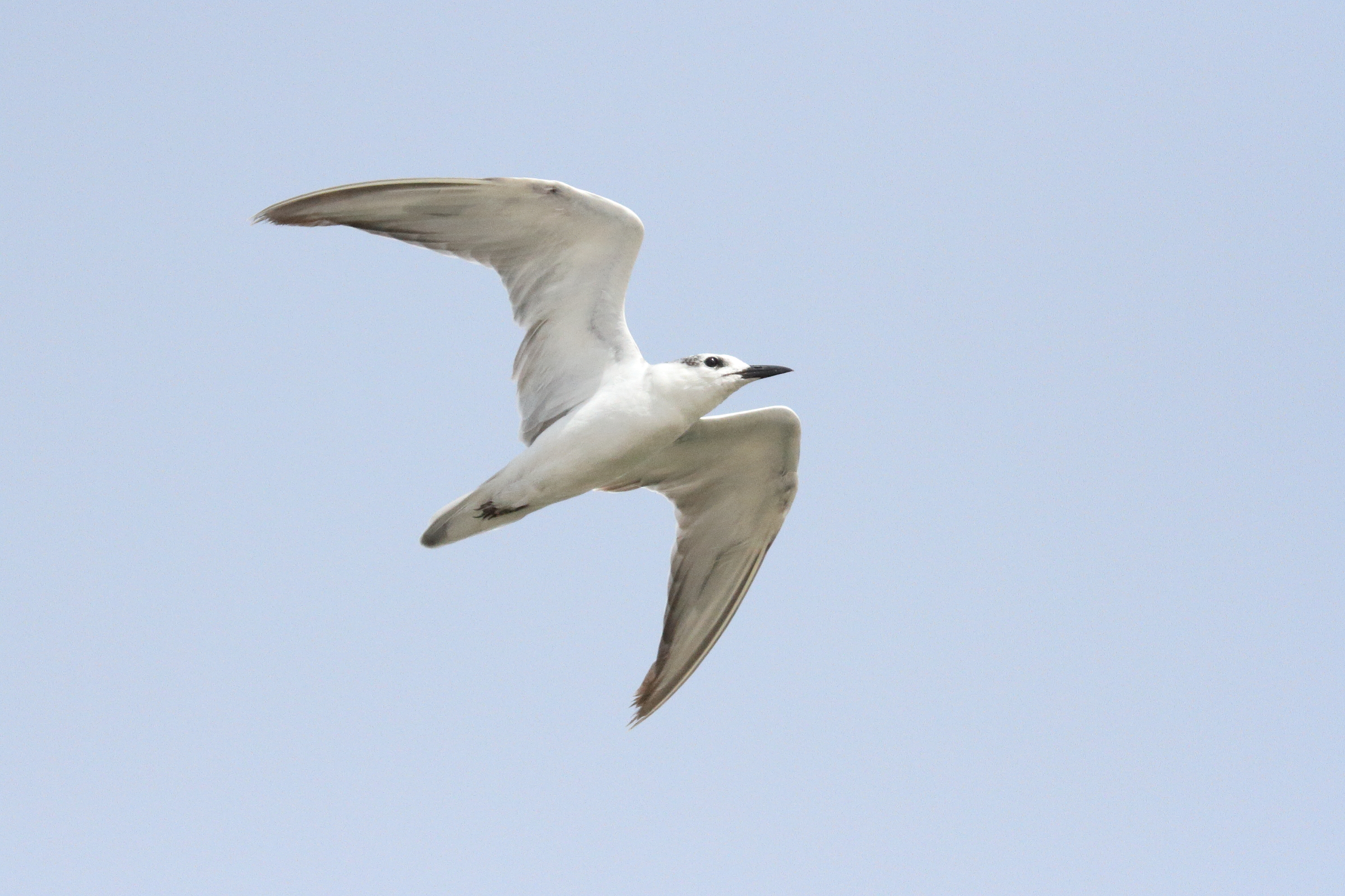 Gull-billed Tern. Qatar, 30 March 2015 © Neil G. Morris.