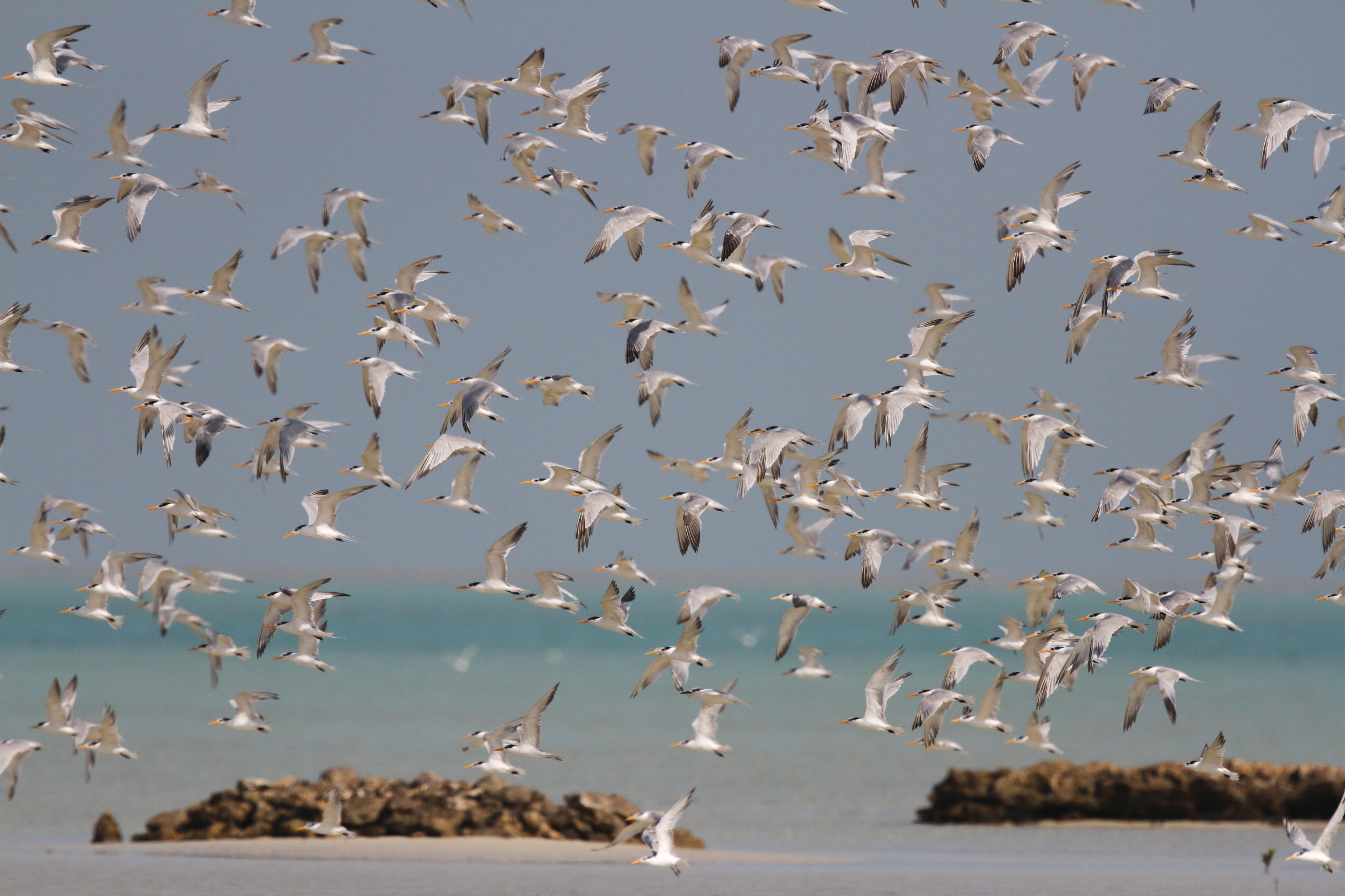 Lesser Crested Tern. Qatar, 18 October 2012 © Neil G. Morris.