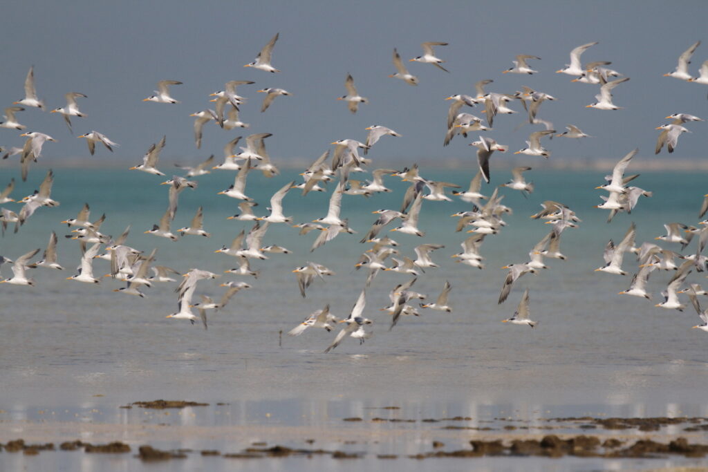 Lesser Crested Tern. Qatar, 18 October 2012 © Neil G. Morris.