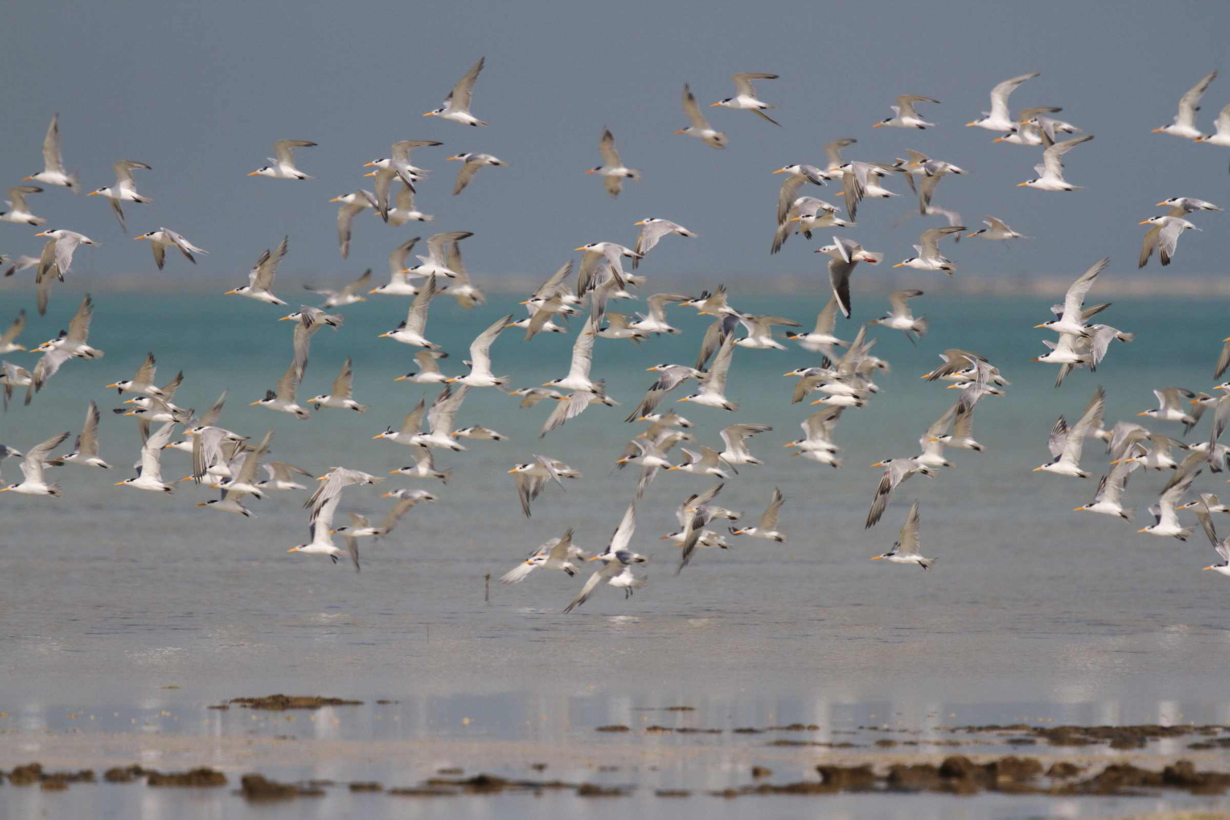 Lesser Crested Tern. Qatar, 18 October 2012 © Neil G. Morris.