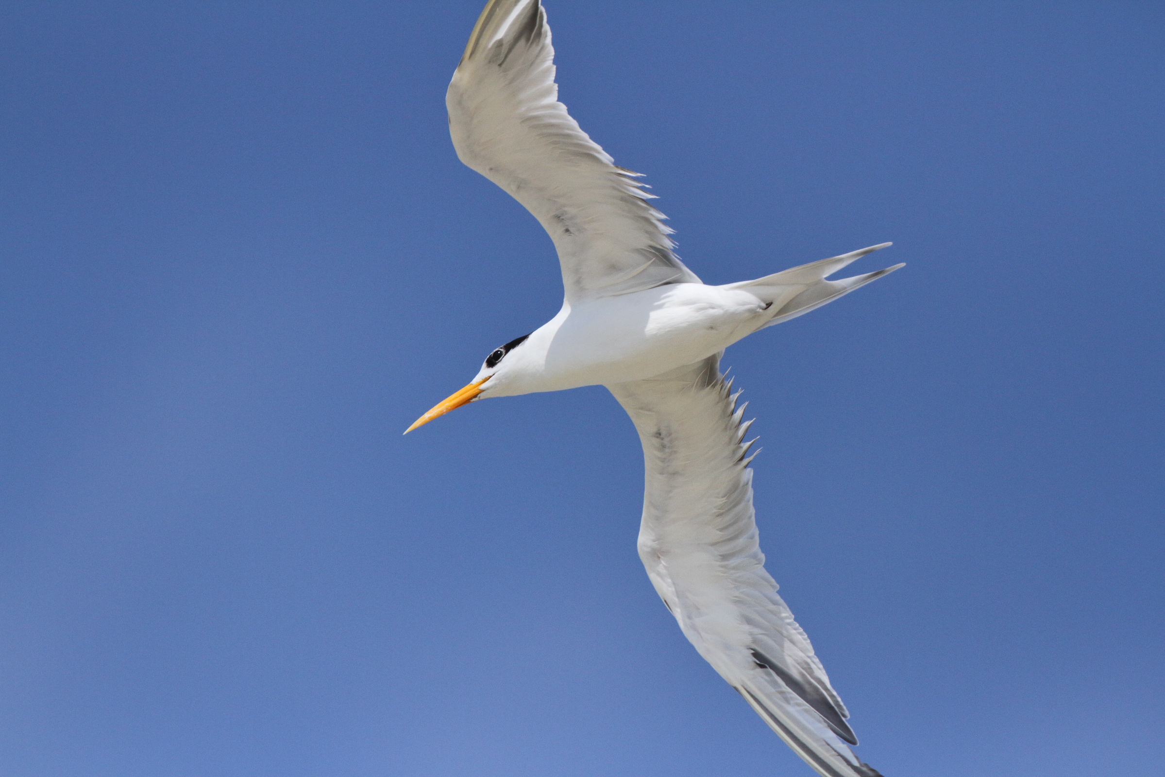 Lesser Crested Tern. Qatar, 31 October 2012 © Neil G. Morris.