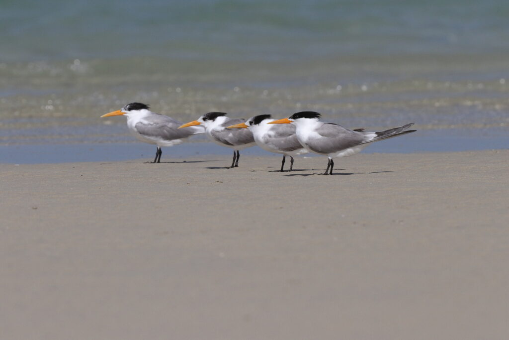 Lesser Crested Tern. Qatar, 29 May 2013 © Neil G. Morris.