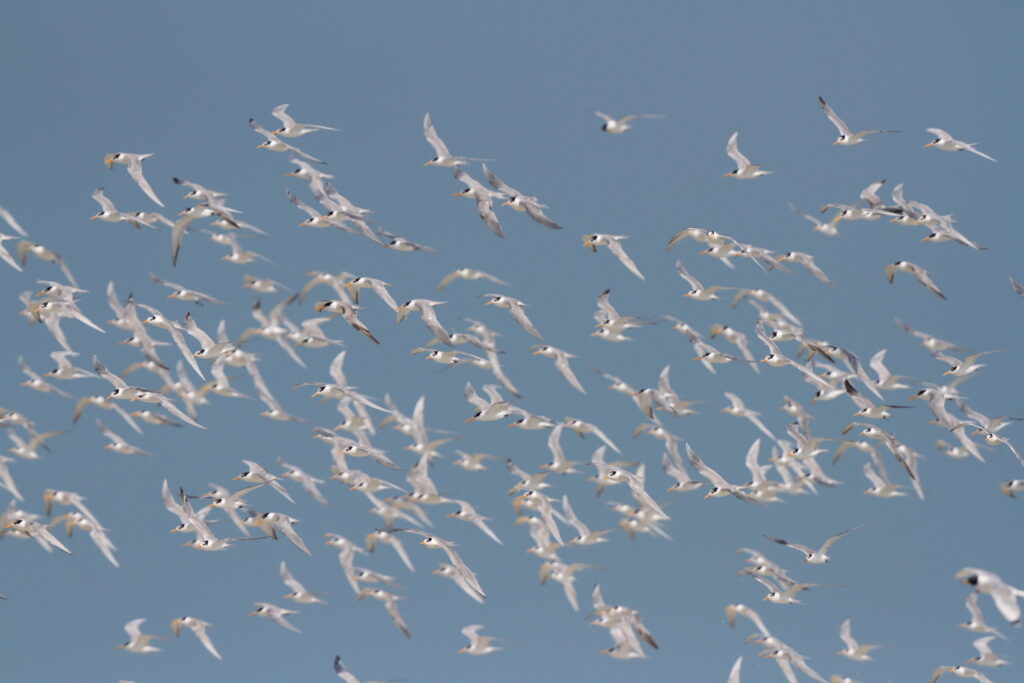 Lesser Crested Tern. Qatar, 19 February 2014 © Neil G. Morris.