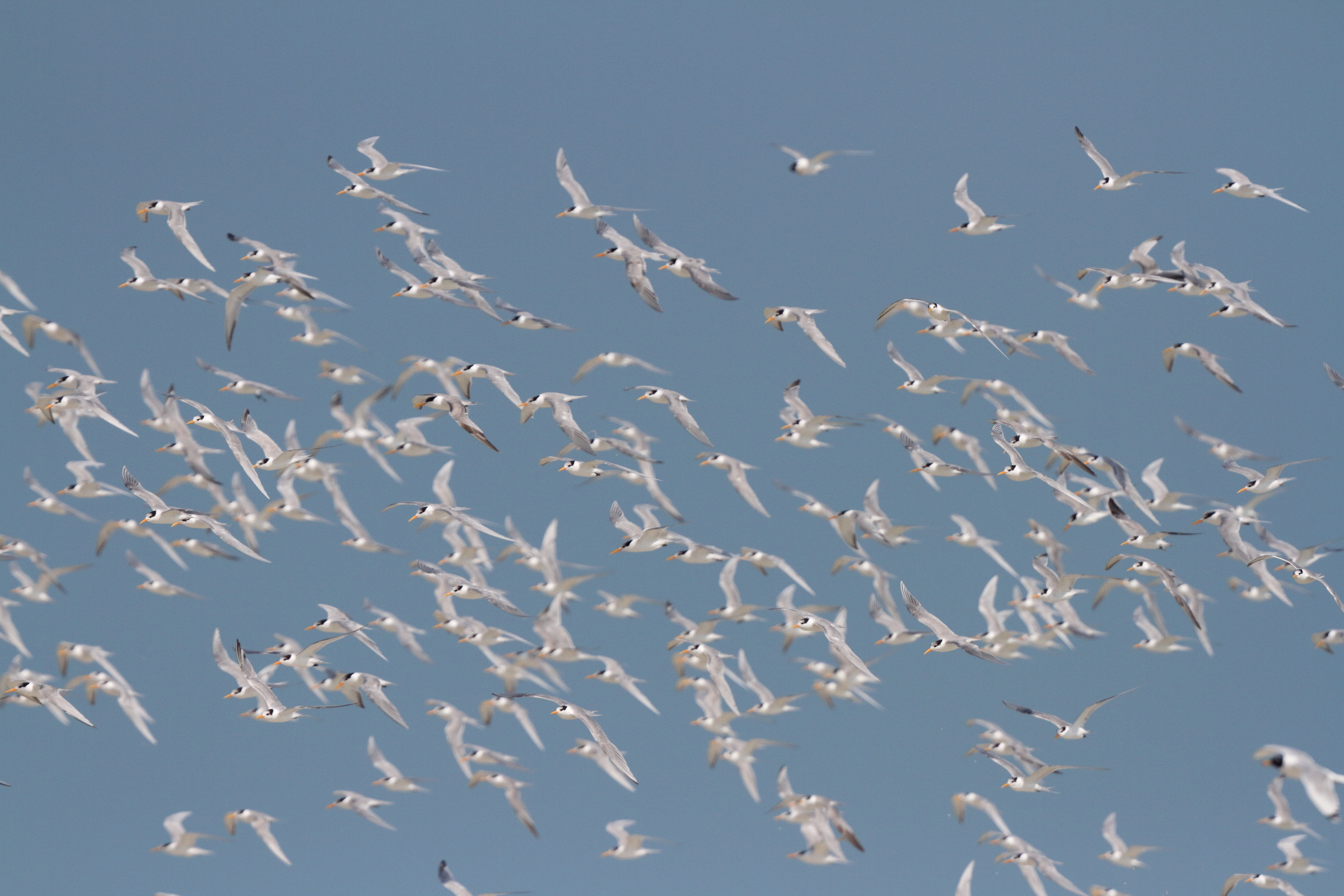 Lesser Crested Tern. Qatar, 19 February 2014 © Neil G. Morris.