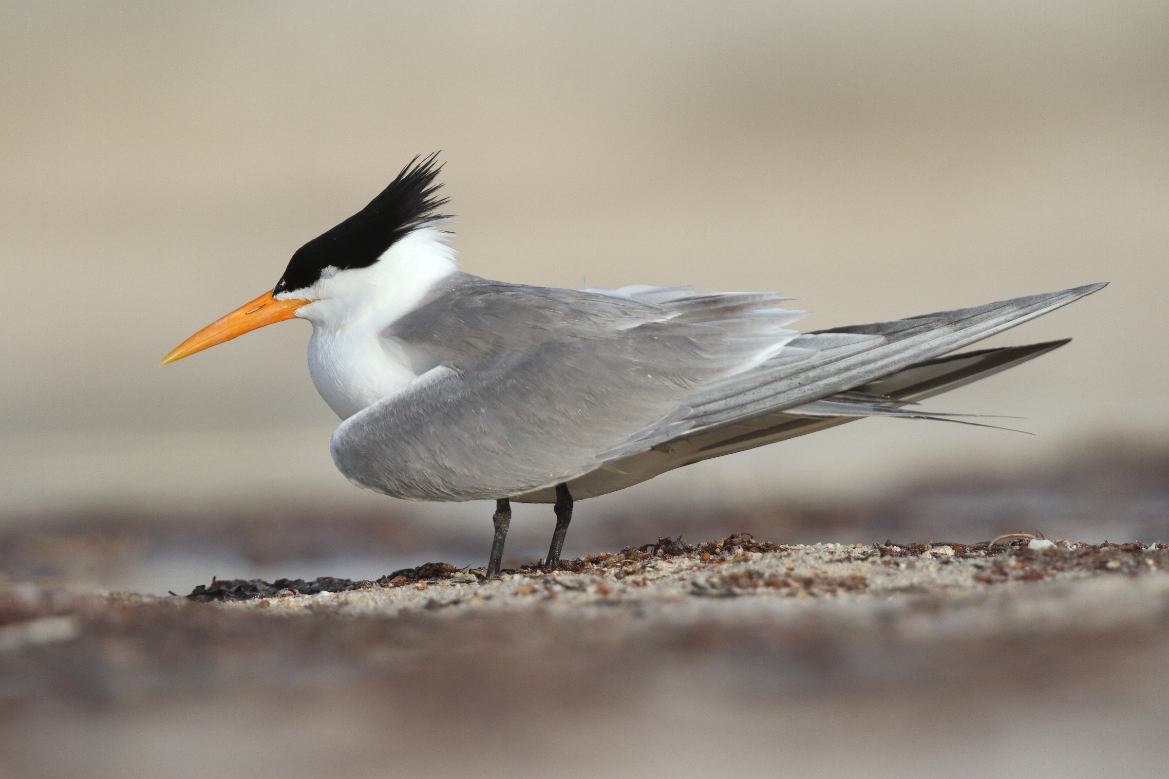 Lesser Crested Tern. Qatar, 27 May 2014 © Neil G. Morris.