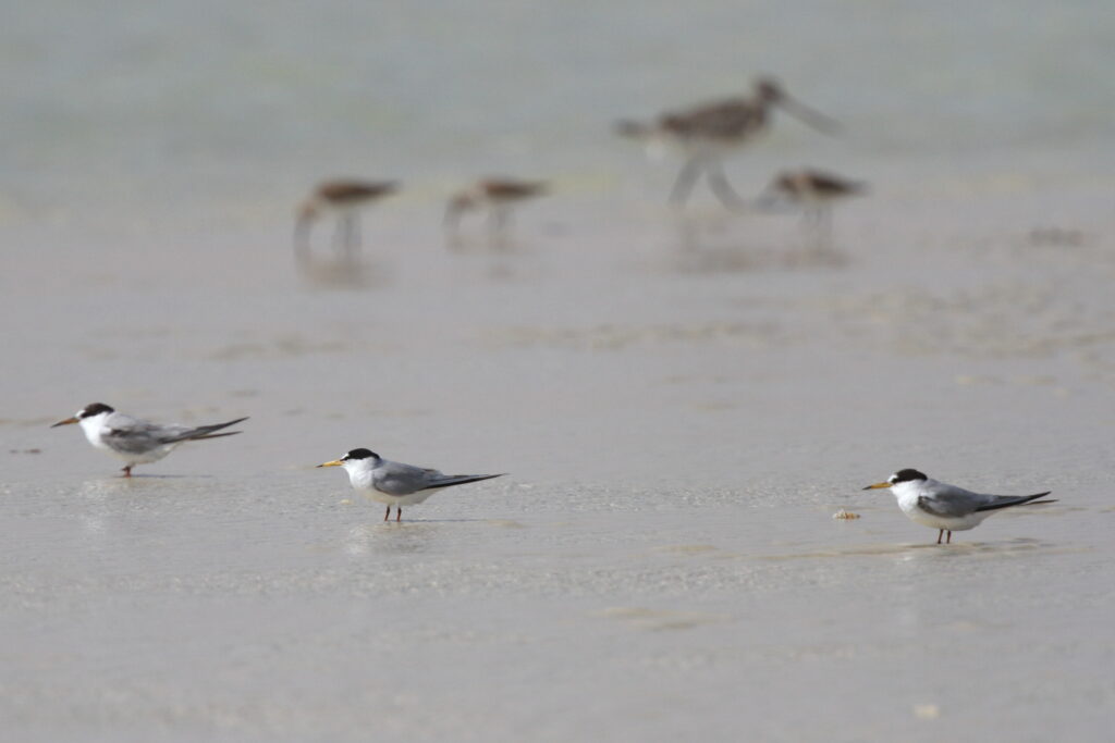 Little/Saunders's Tern. Qatar, 02 March 2013 © Neil G. Morris.