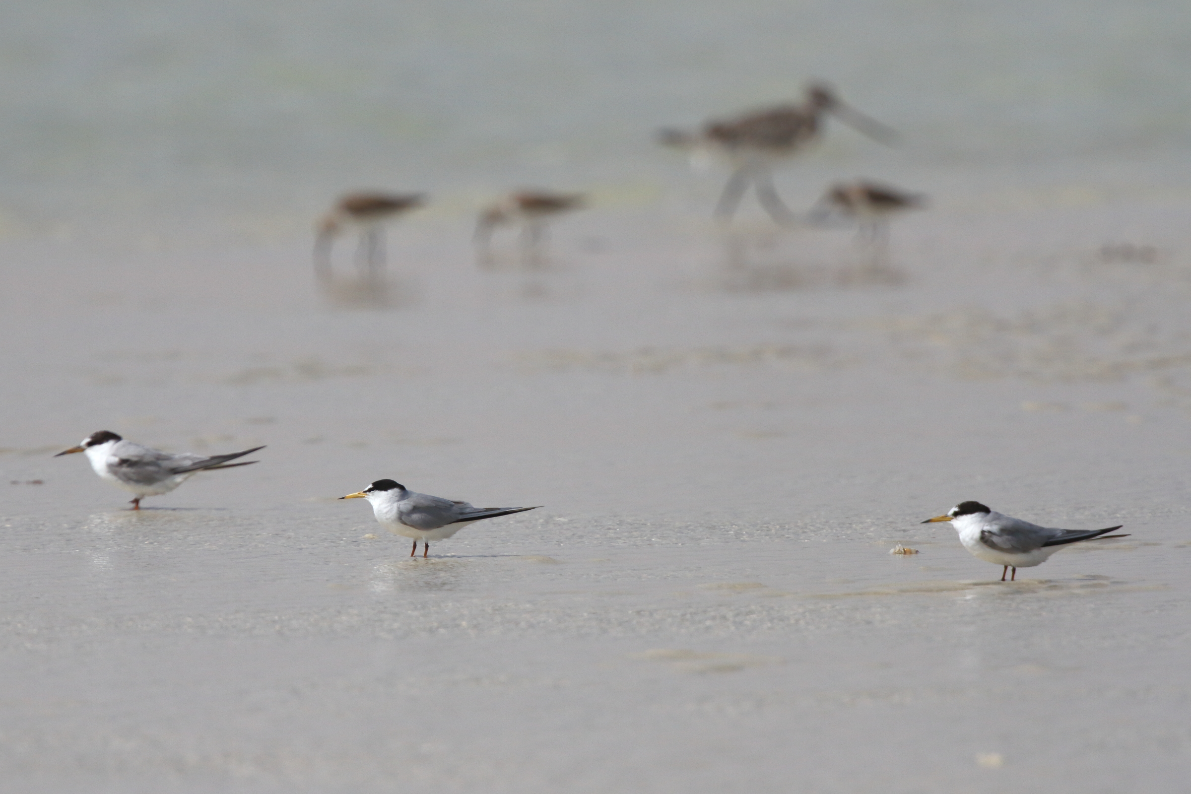 Little/Saunders's Tern. Qatar, 02 March 2013 © Neil G. Morris.