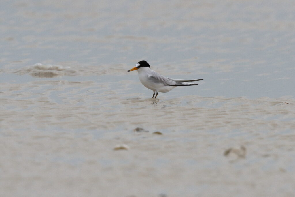 Saunders's Tern. Qatar, 06 March 2013 © Neil G. Morris.