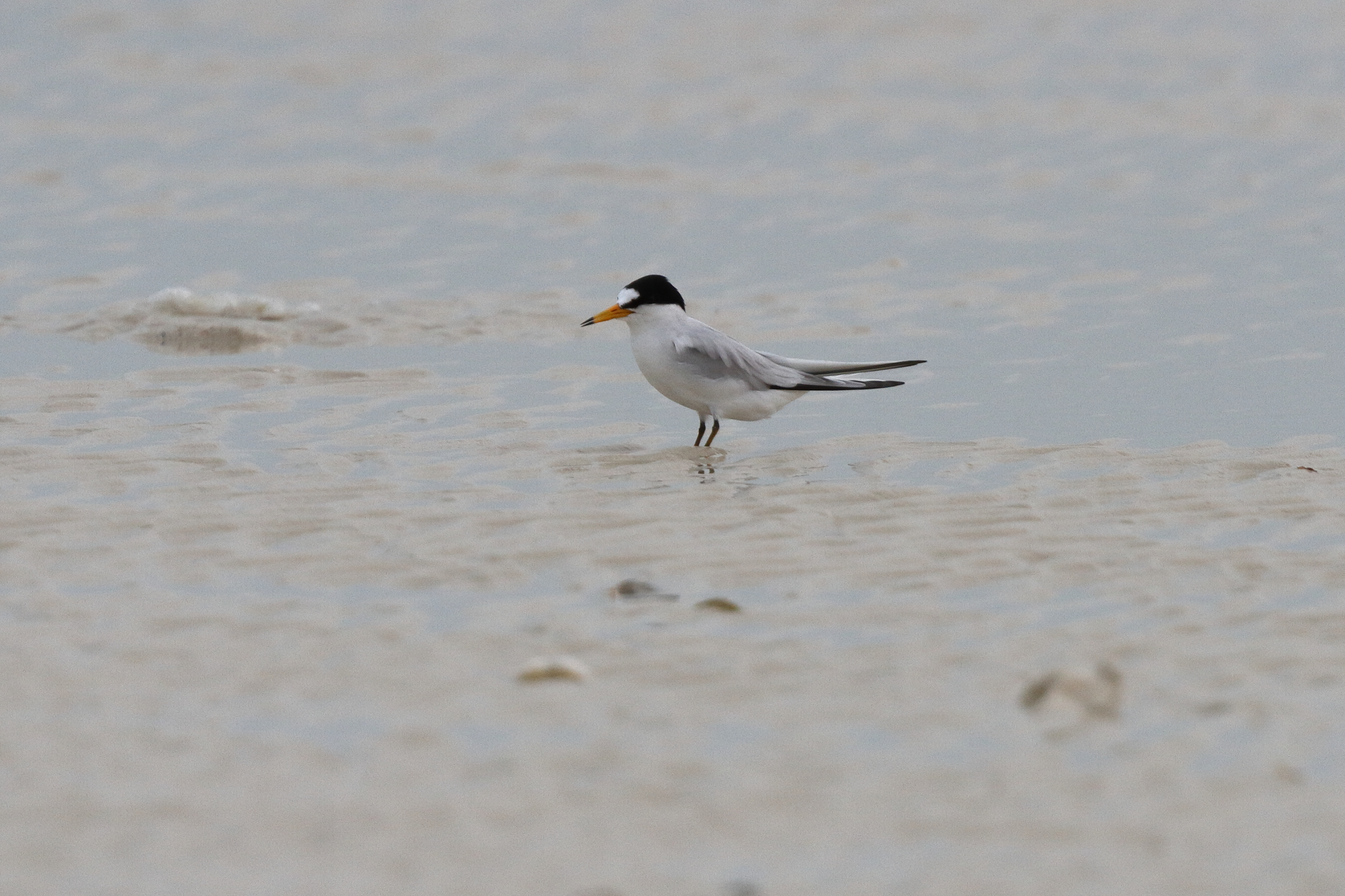 Little/Saunders's Tern. Qatar, 06 March 2013 © Neil G. Morris.