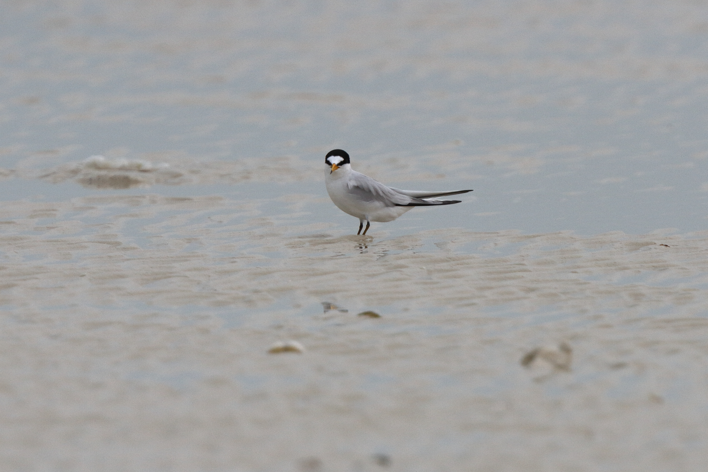 Little/Saunders's Tern. Qatar, 06 March 2013 © Neil G. Morris.