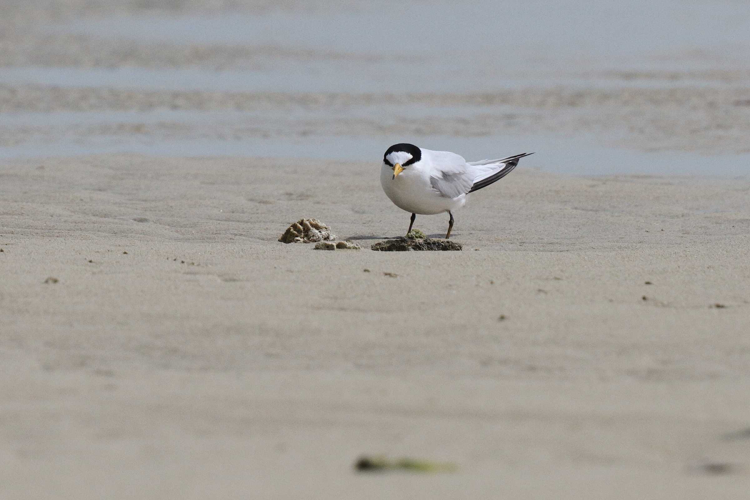 Little/Saunders's Tern. Qatar, 11 March 2013 © Neil G. Morris.