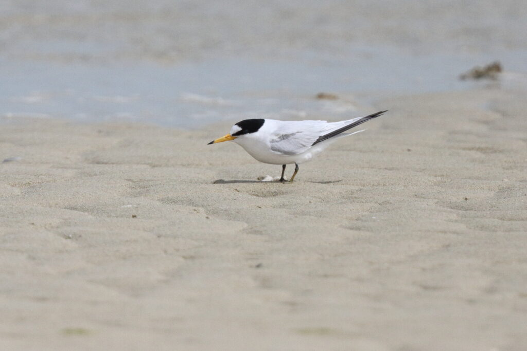 Saunders's Tern. Qatar, 11 March 2013 © Neil G. Morris.