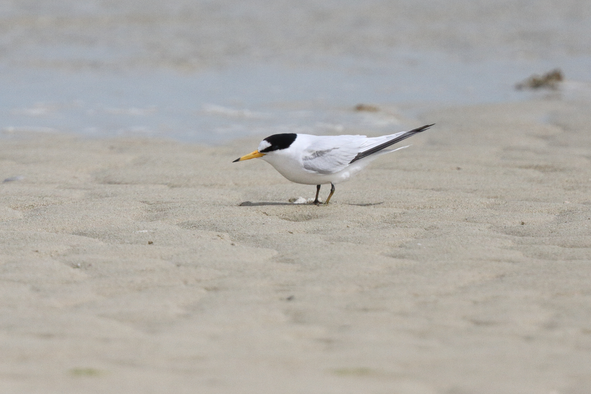 Little/Saunders's Tern. Qatar, 11 March 2013 © Neil G. Morris.