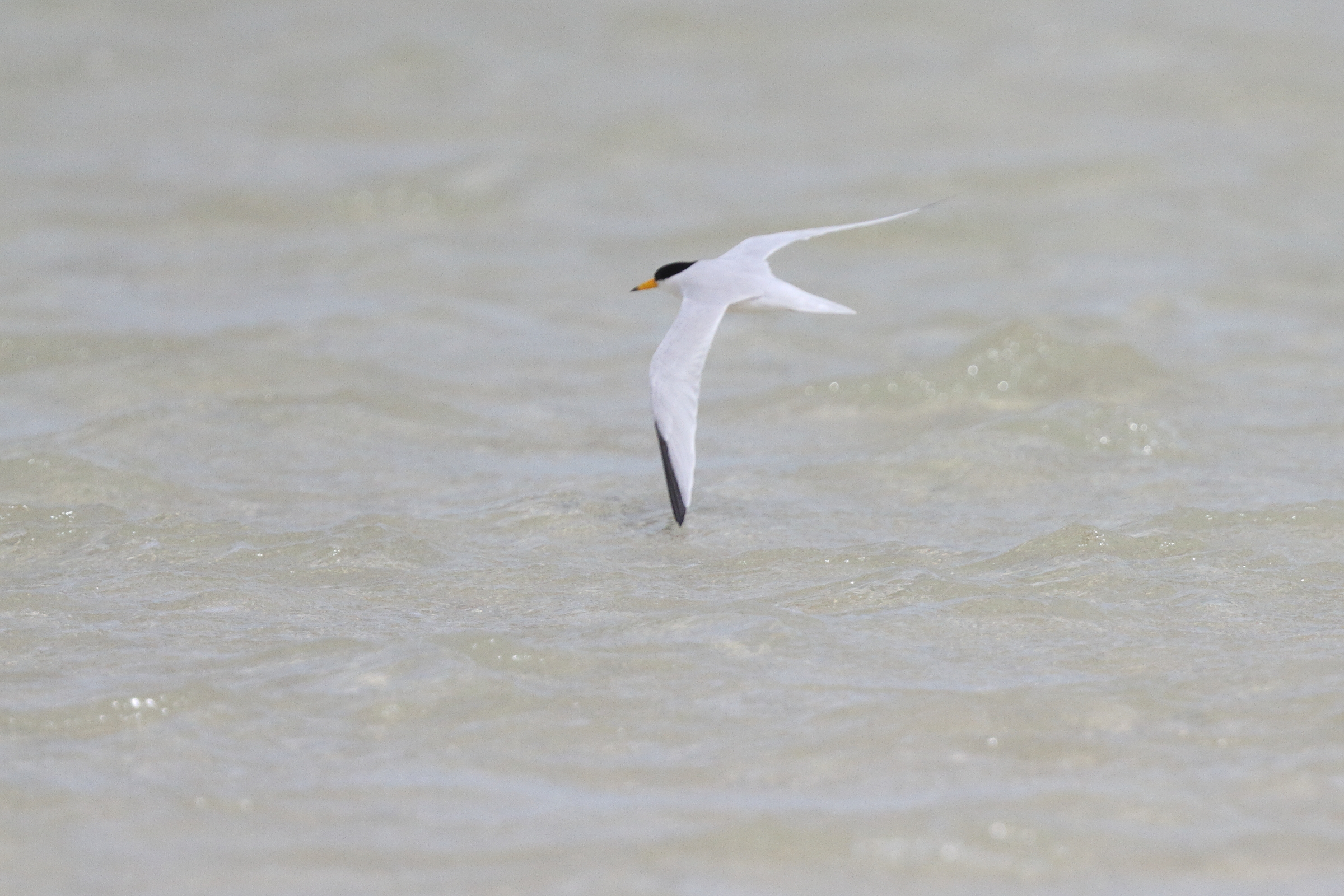 Little/Saunders's Tern. Qatar, 11 March 2013 © Neil G. Morris.