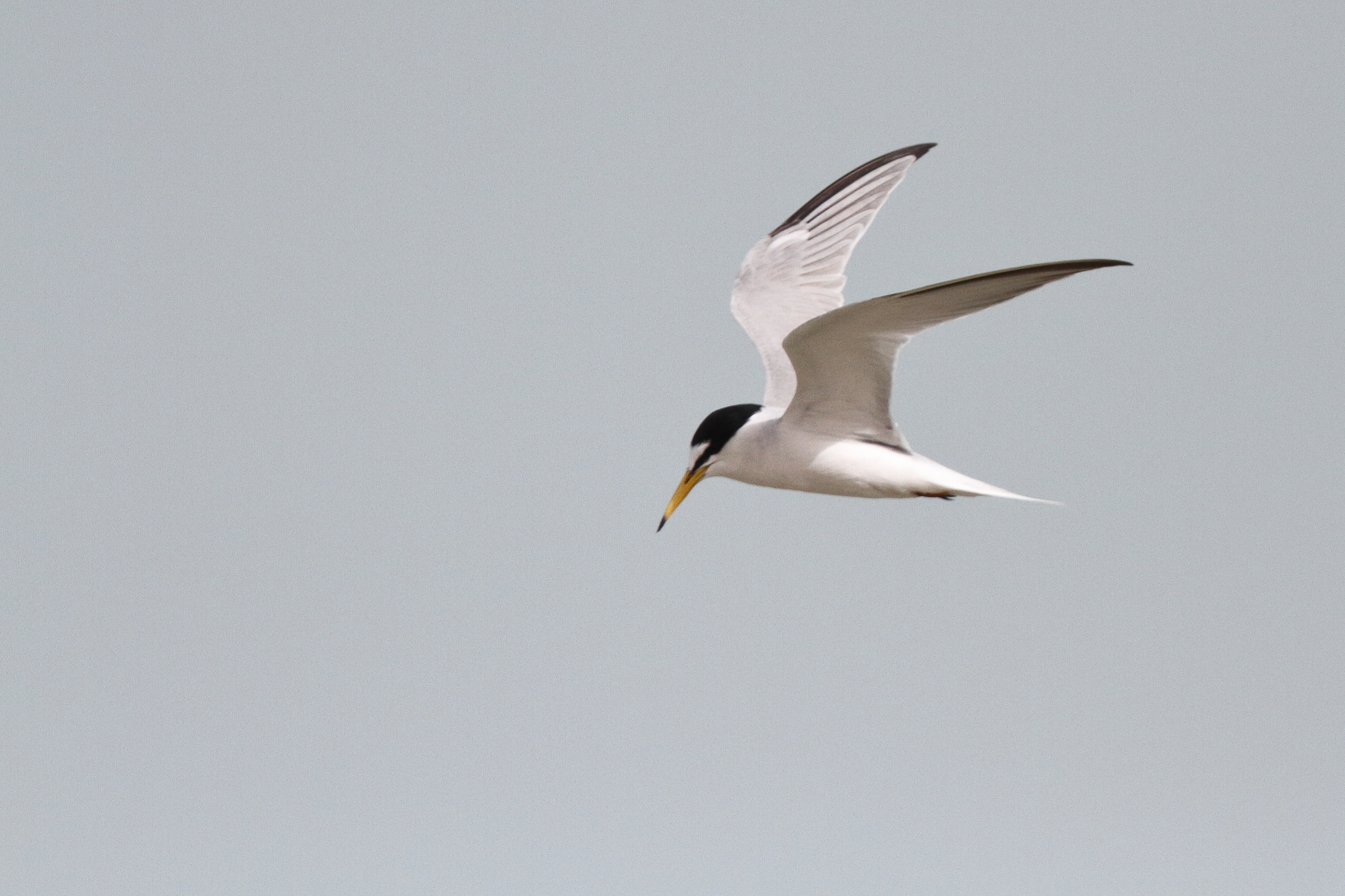 Little Tern. Qatar, 11 March 2013 © Neil G. Morris.