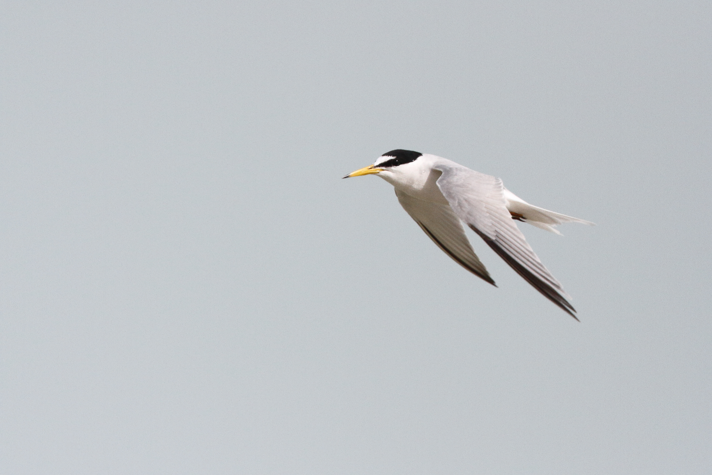 Little Tern. Qatar, 11 March 2013 © Neil G. Morris.