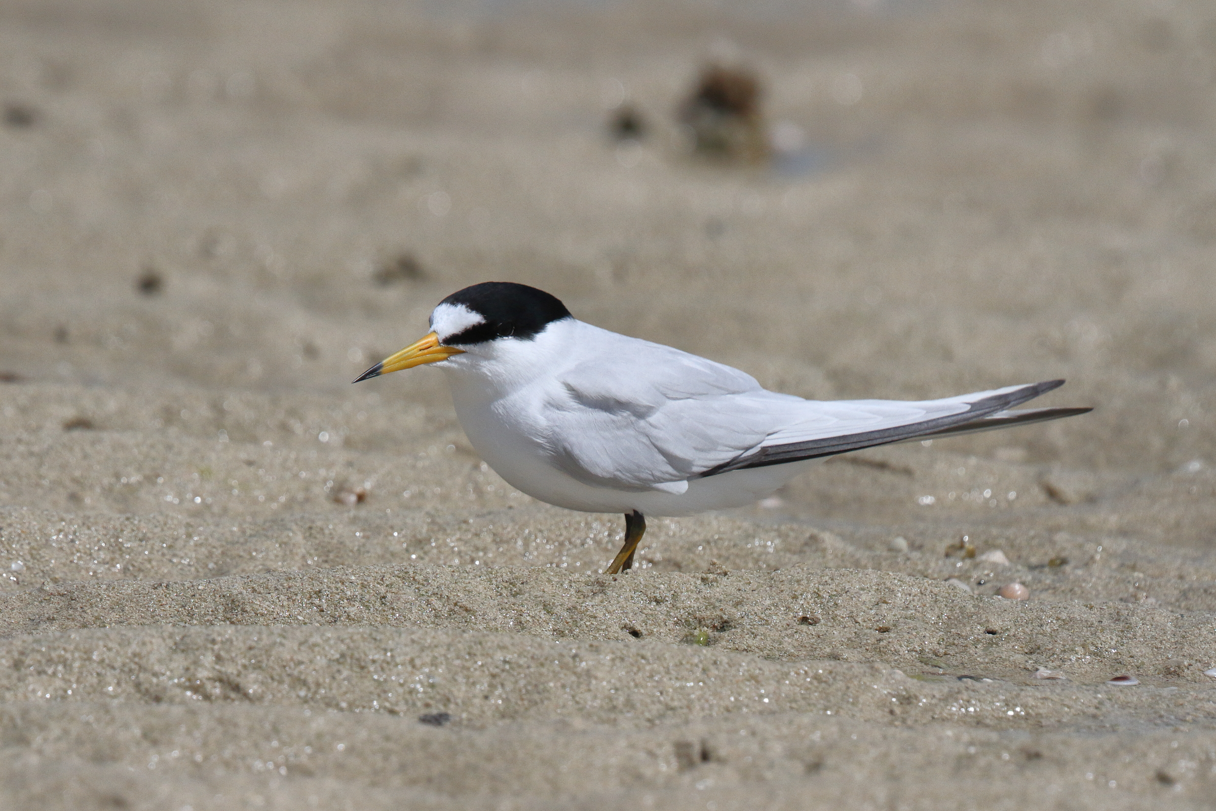 Saunders's Tern. Qatar, 13 March 2013 © Neil G. Morris.