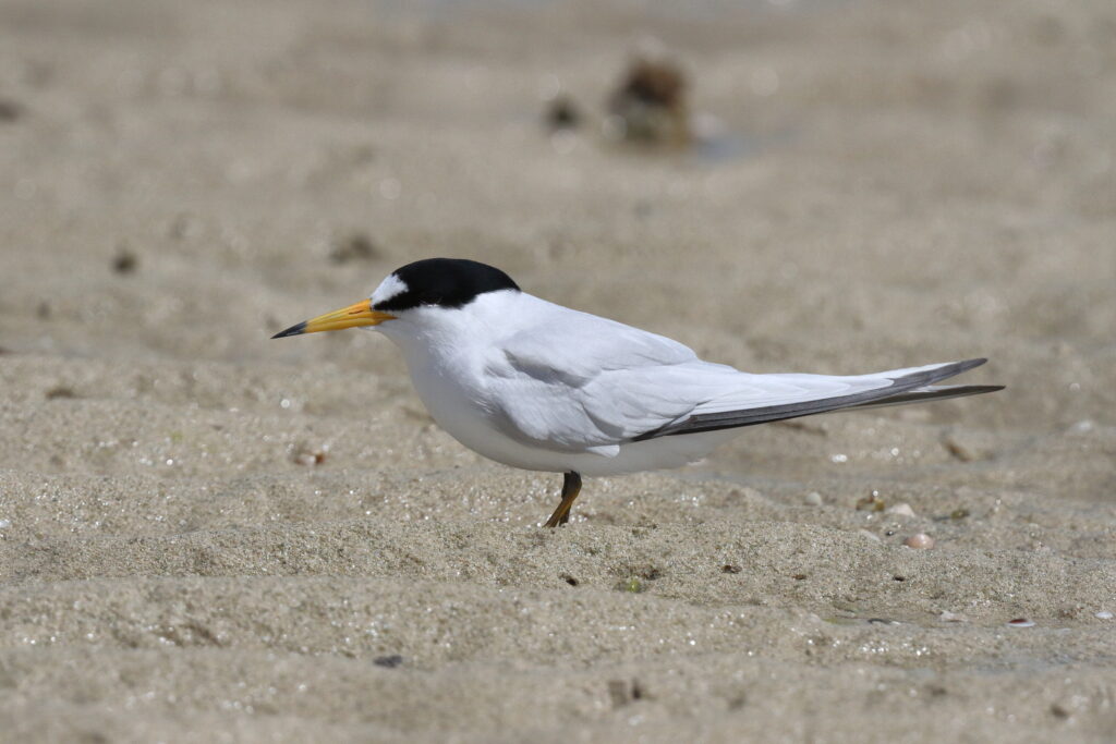 Saunders's Tern. Qatar, 13 March 2013 © Neil G. Morris.
