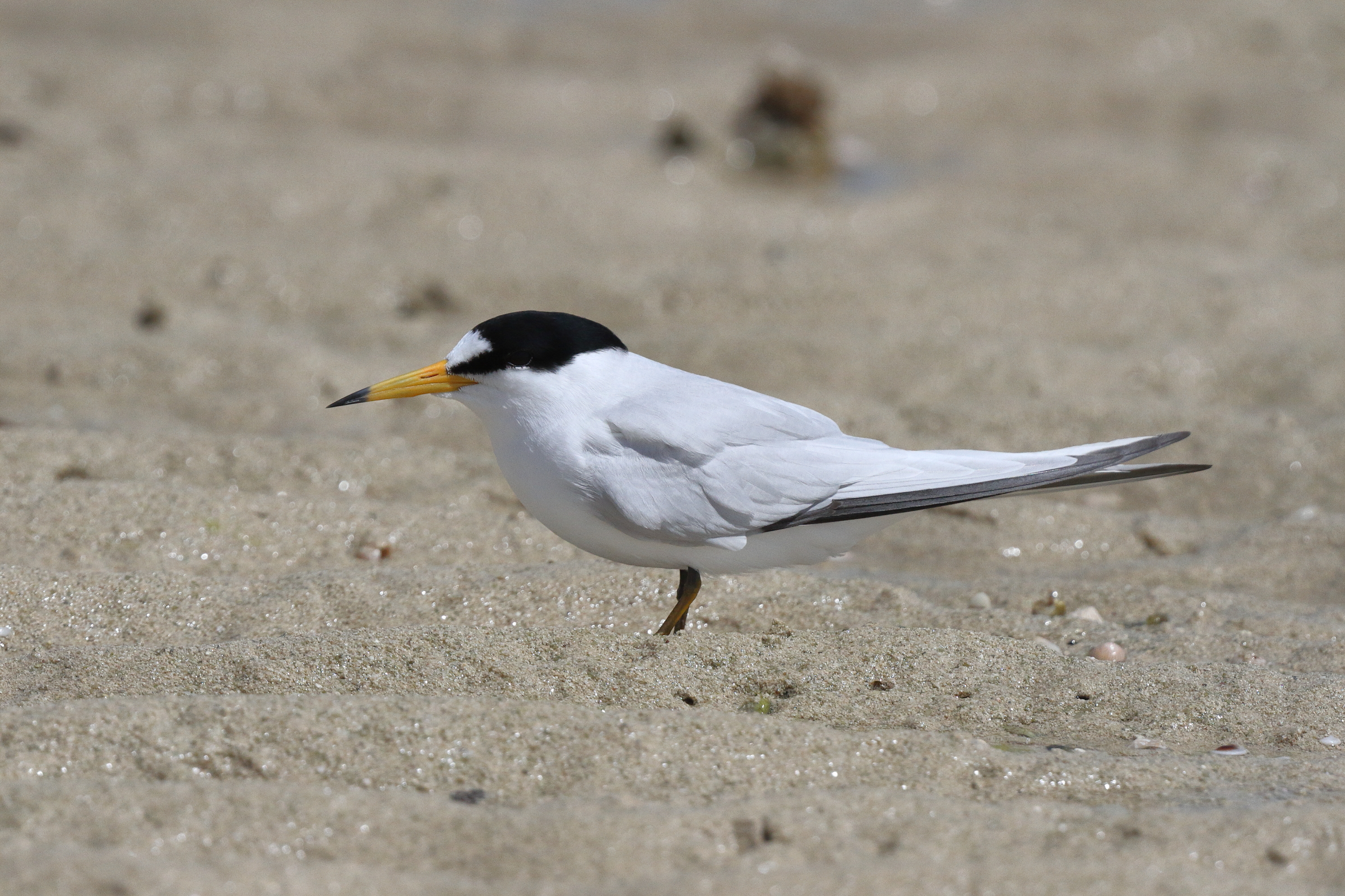 Saunders's Tern. Qatar, 13 March 2013 © Neil G. Morris.