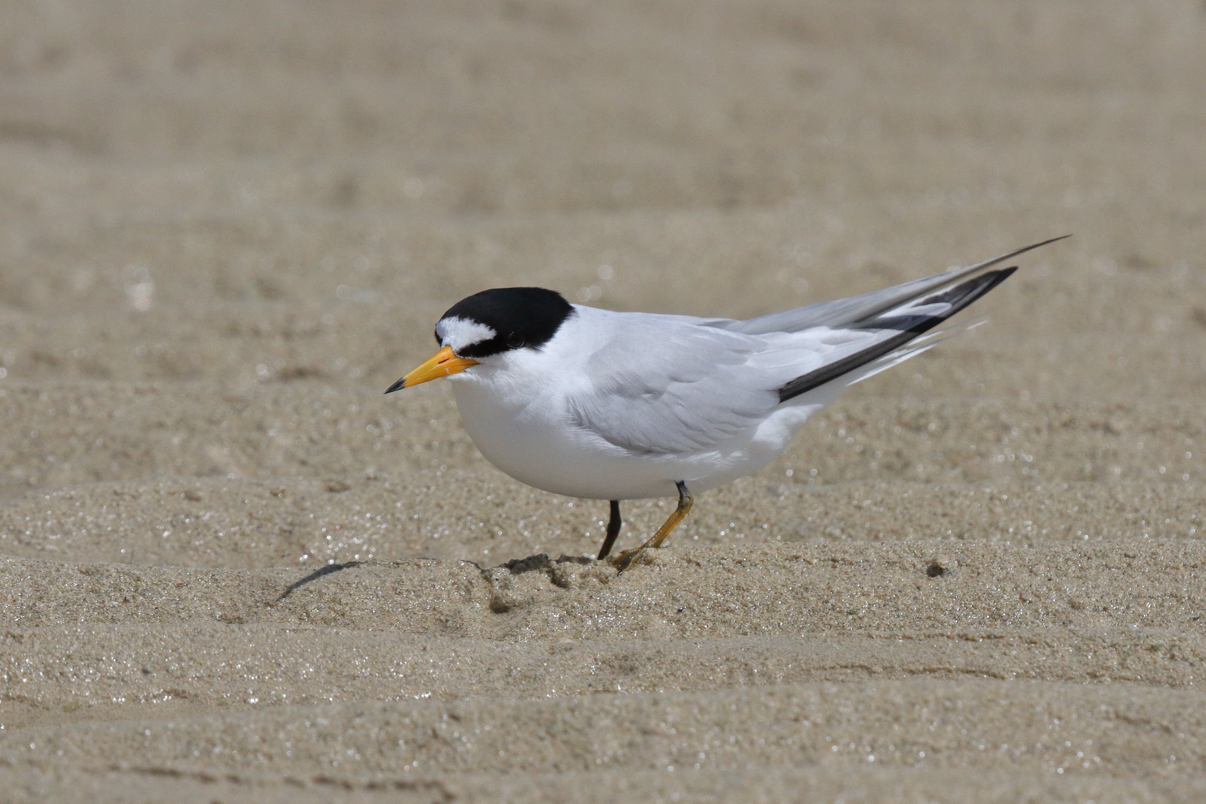 Saunders's Tern. Qatar, 13 March 2013 © Neil G. Morris.