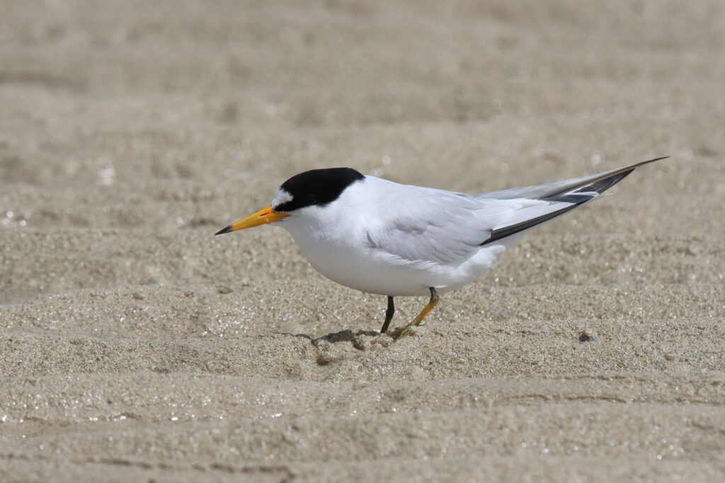 Saunders's Tern. Qatar, 13 March 2013 © Neil G. Morris.