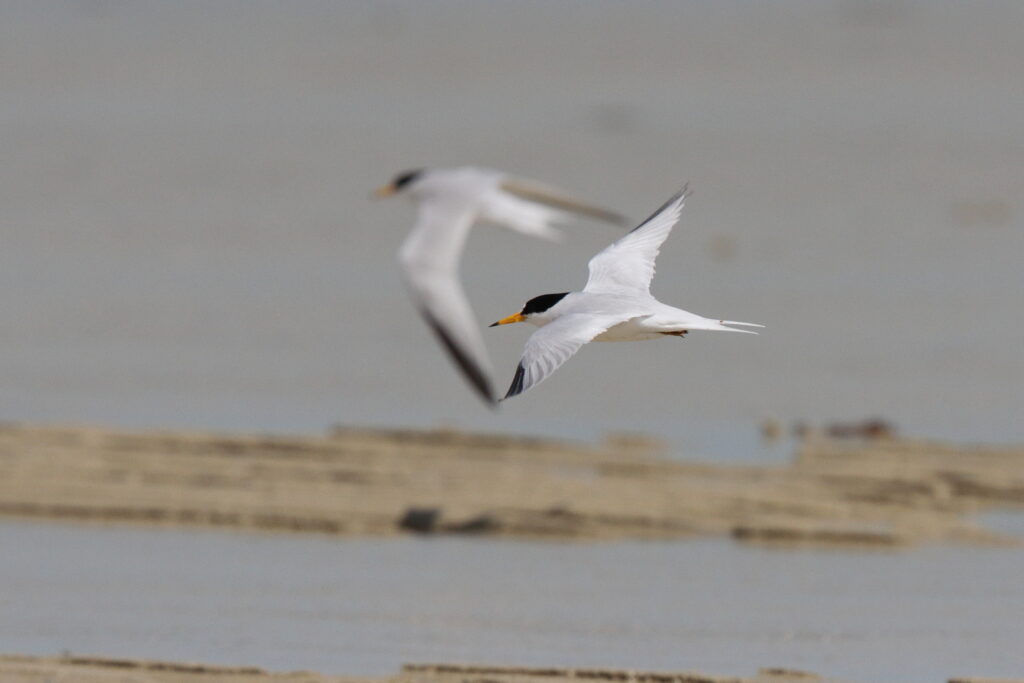 Saunders's Tern. Qatar, 13 March 2013 © Neil G. Morris.