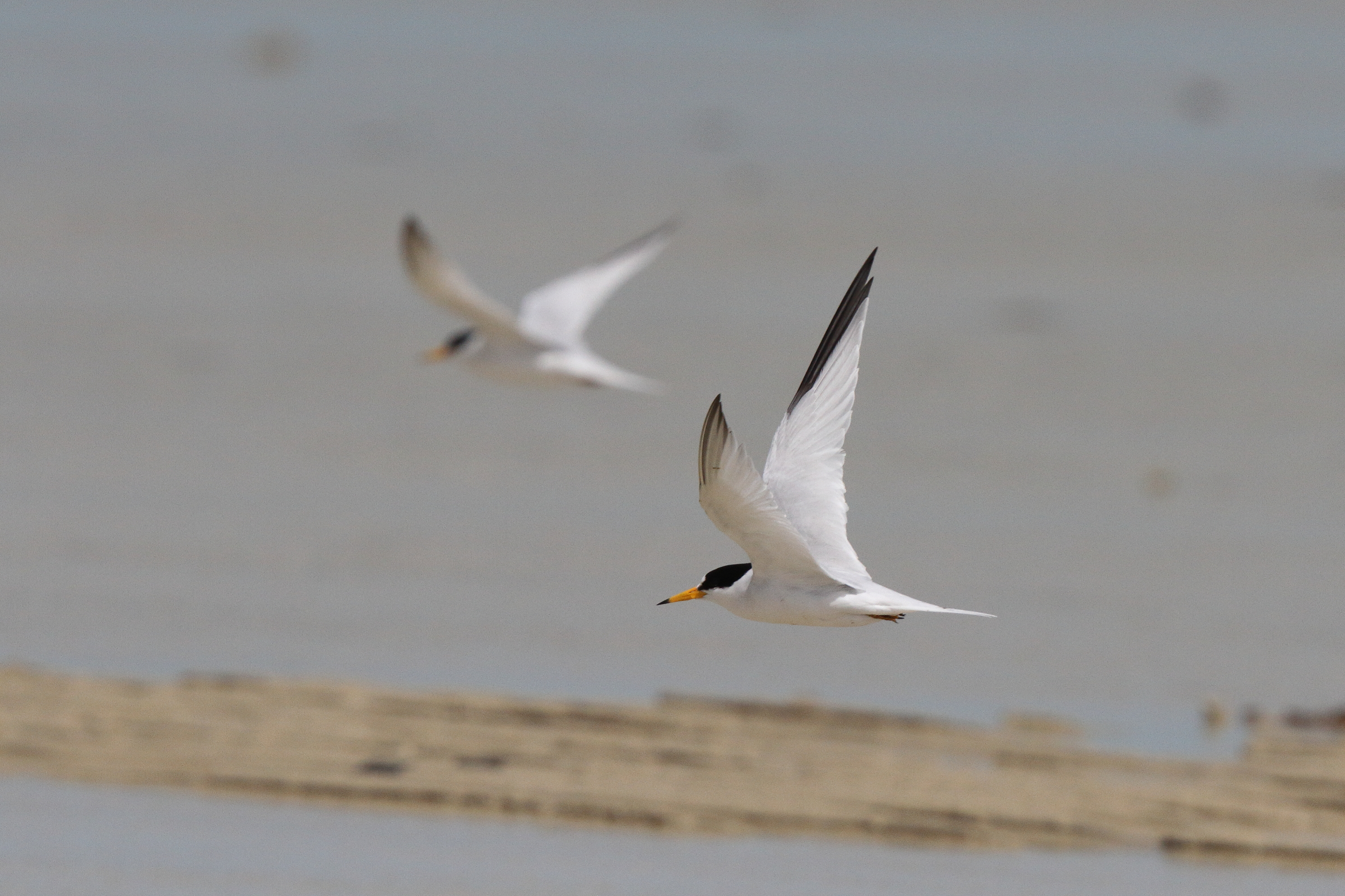 Saunders's Tern. Qatar, 13 March 2013 © Neil G. Morris.