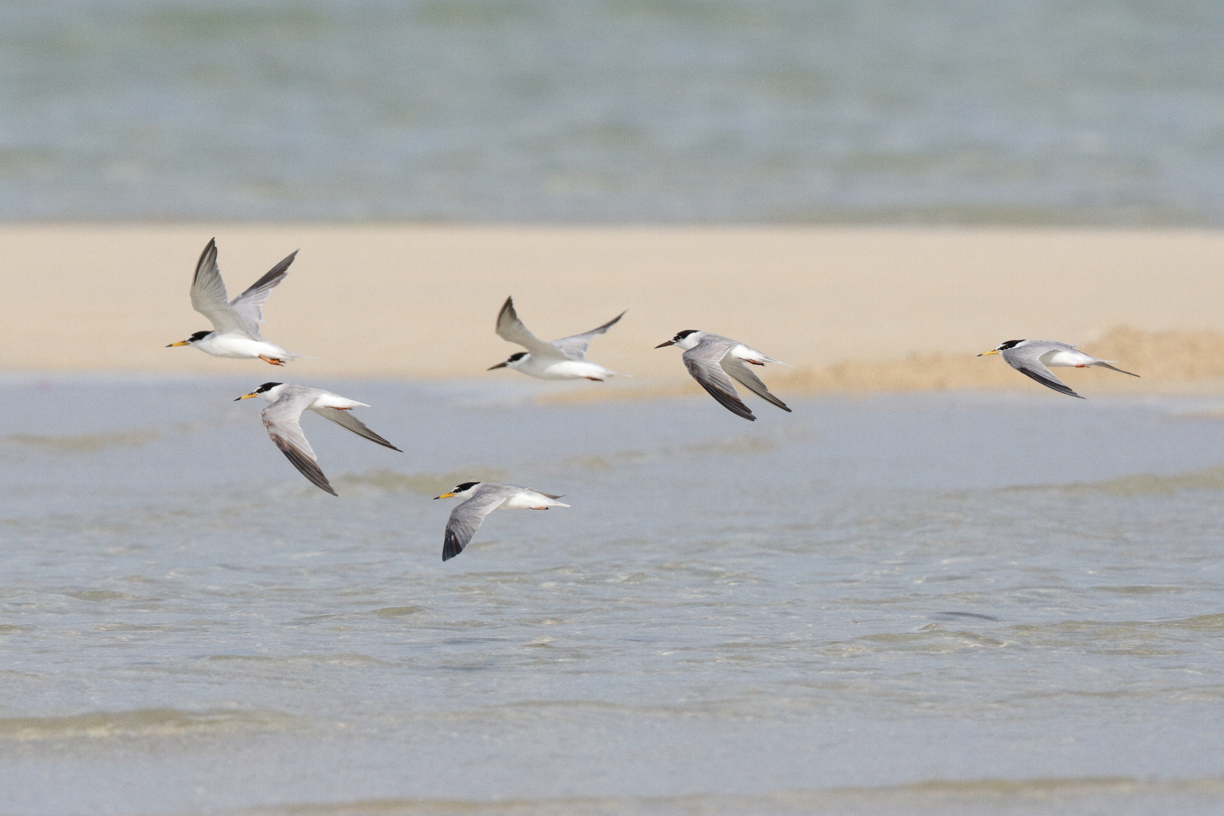 Little Tern. Qatar, 01 July 2014 © Neil G. Morris.