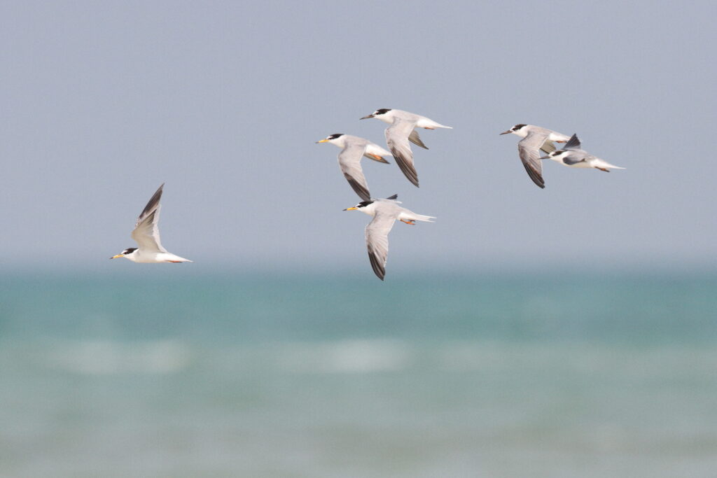 Little Tern. Qatar, 01 July 2014 © Neil G. Morris.