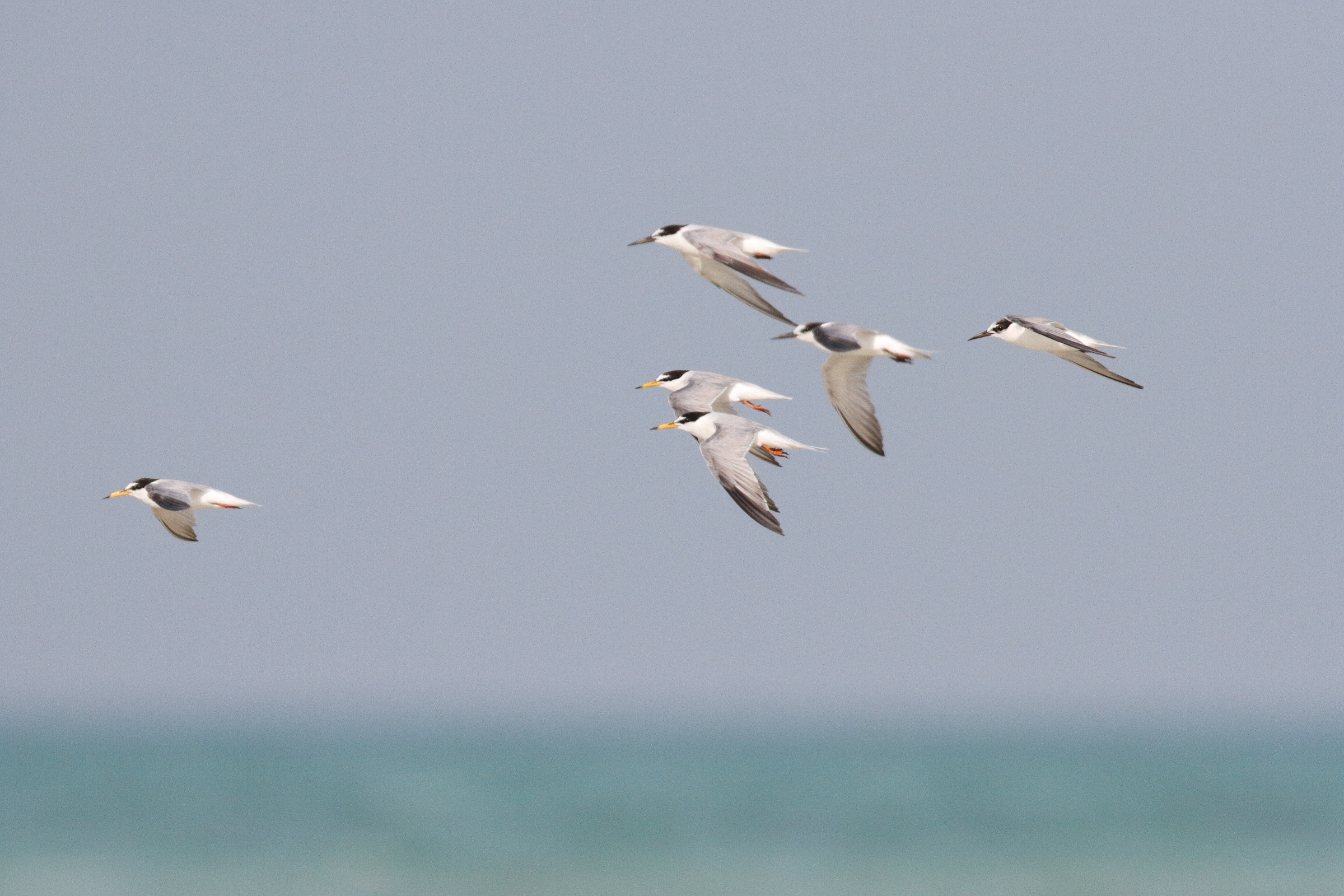 Little Tern. Qatar, 01 July 2014 © Neil G. Morris.