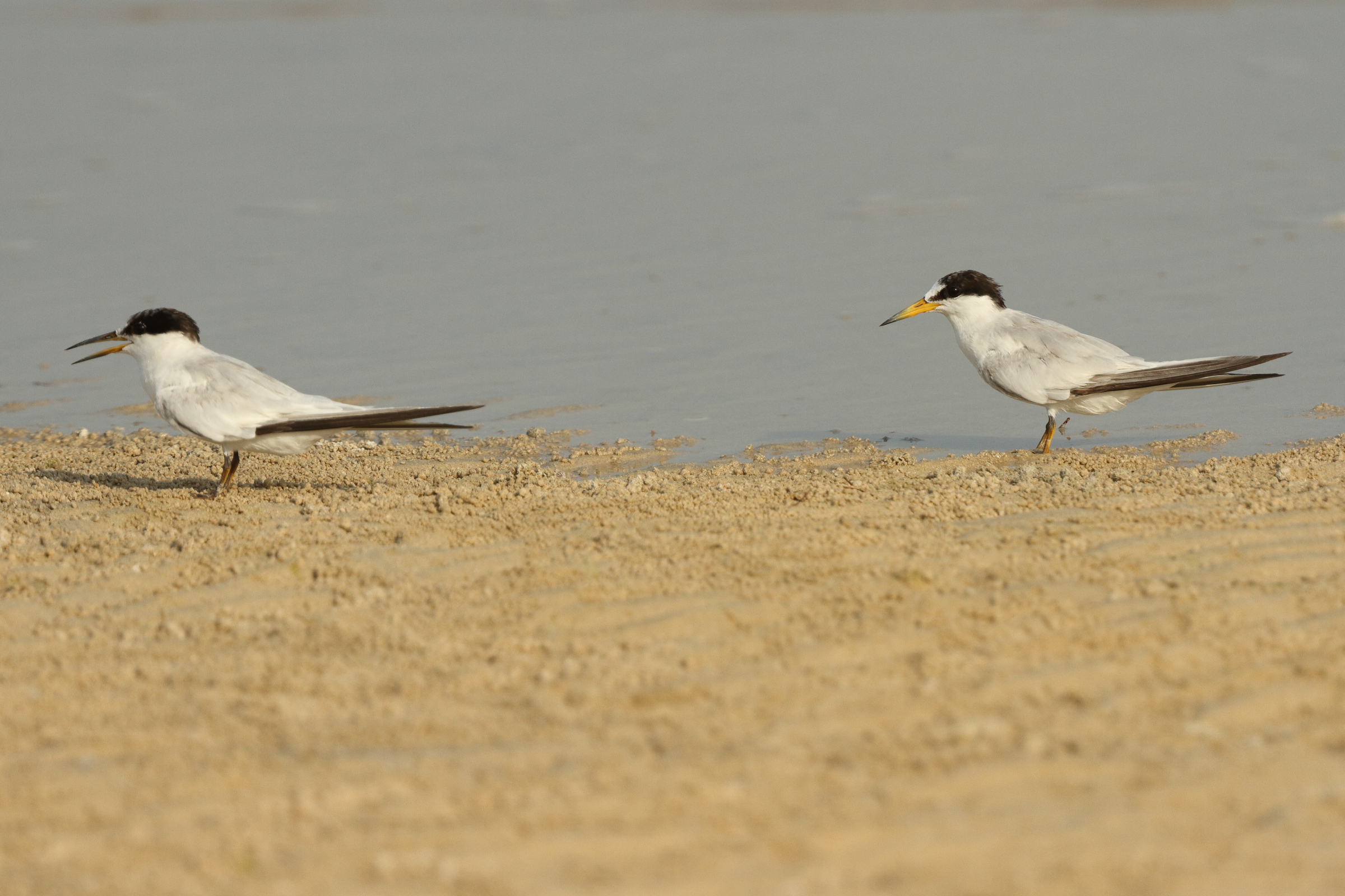 Saunders's Tern. Qatar, 01 July 2014 © Neil G. Morris.