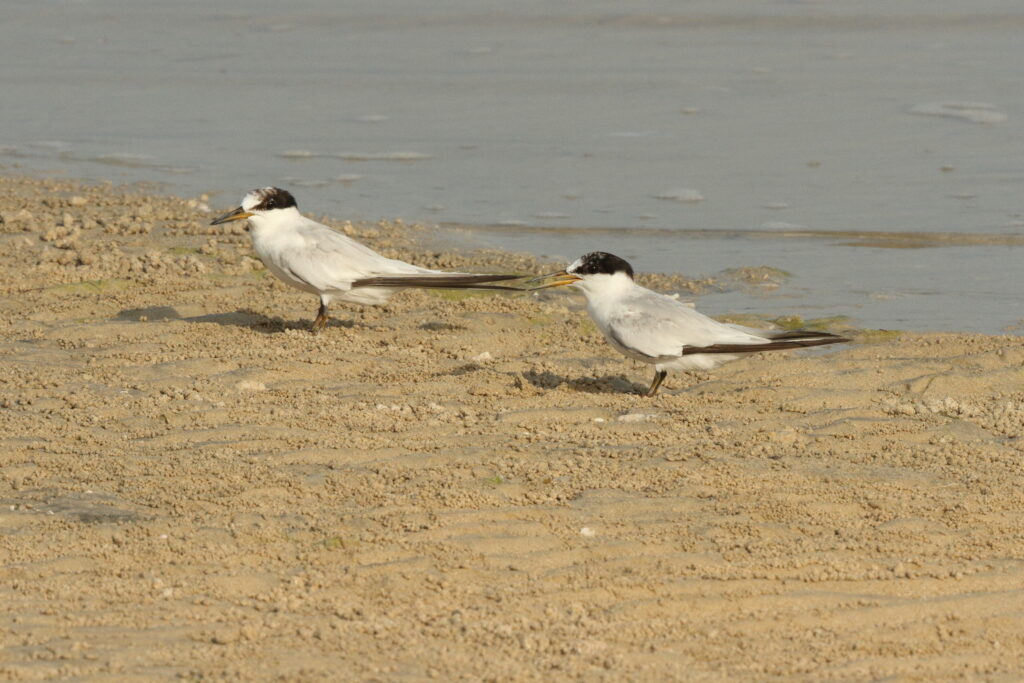 Saunders's Tern. Qatar, 01 July 2014 © Neil G. Morris.