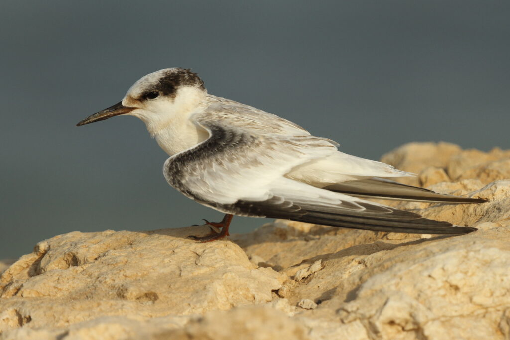 Saunders's Tern. Qatar, 01 July 2014 © Neil G. Morris.