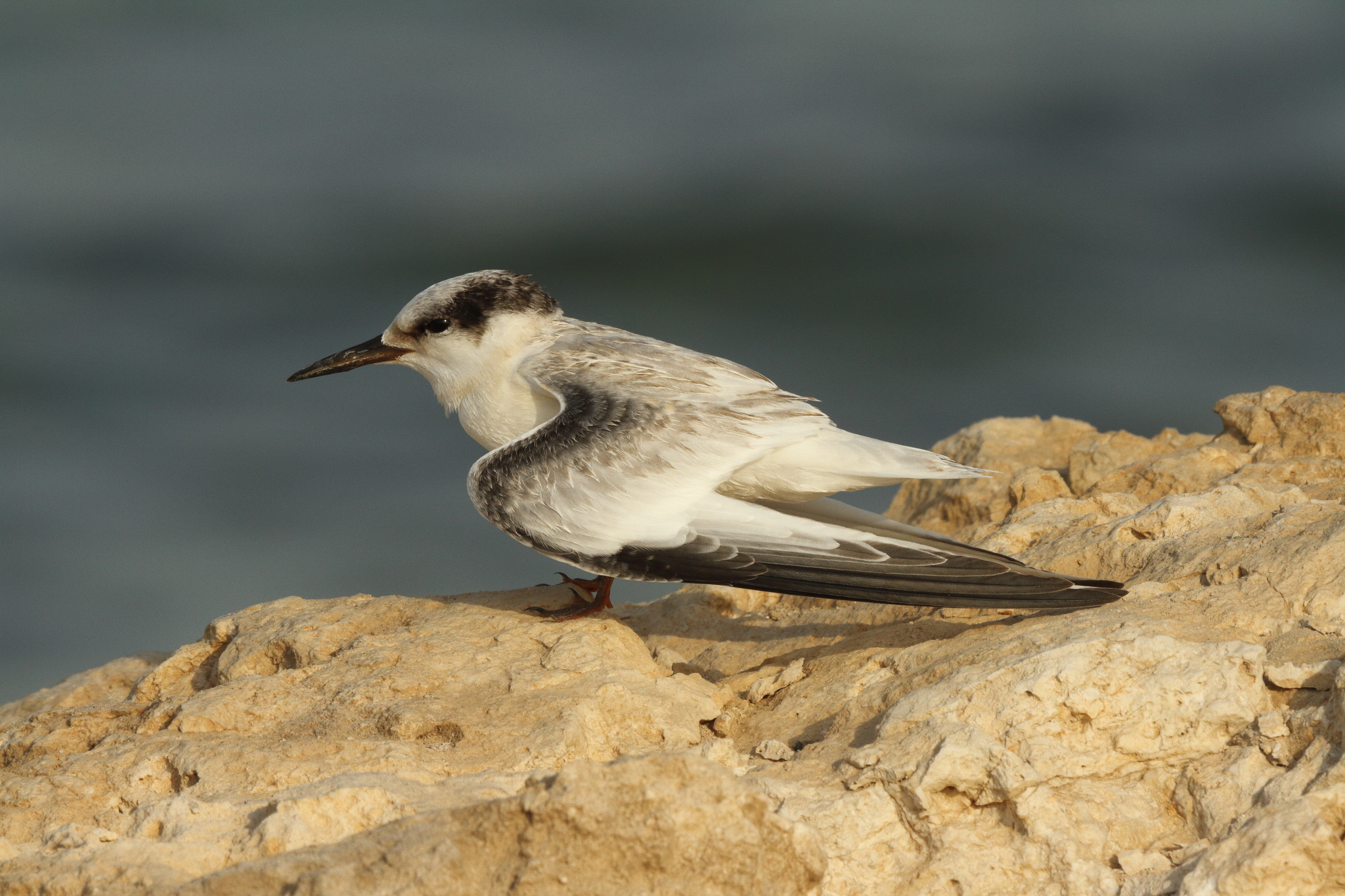 Saunders's Tern. Qatar, 01 July 2014 © Neil G. Morris.