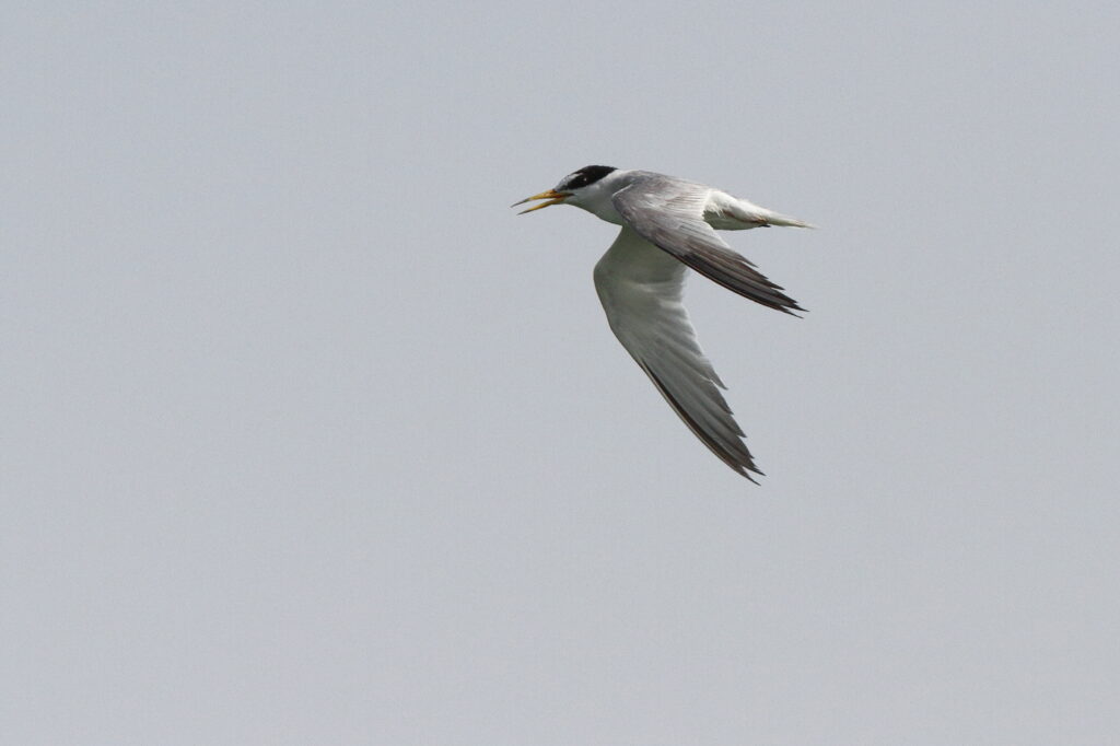 Little Tern. Qatar, 26 June 2013 © Neil G. Morris.