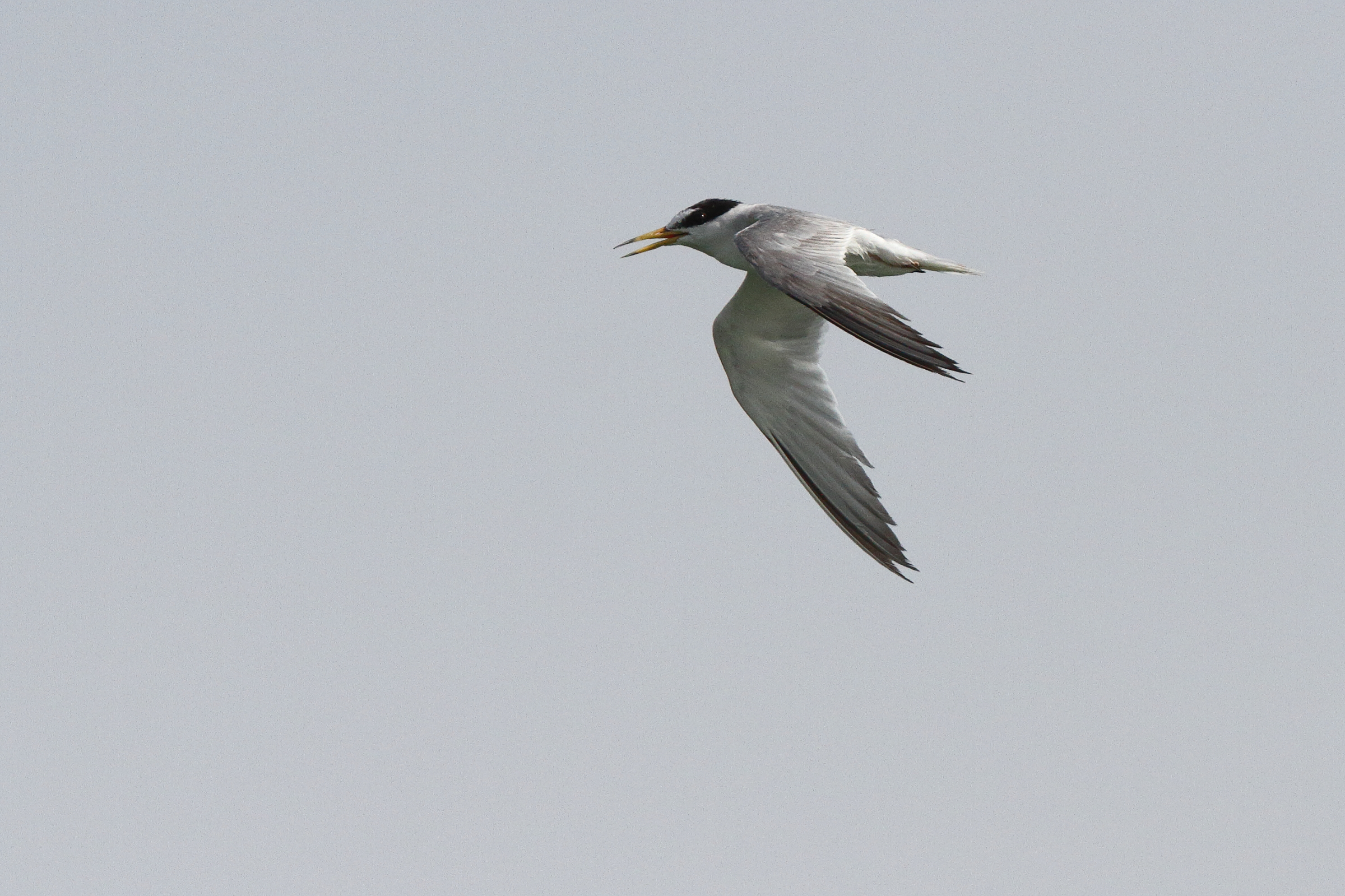 Little Tern. Qatar, 26 June 2013 © Neil G. Morris.
