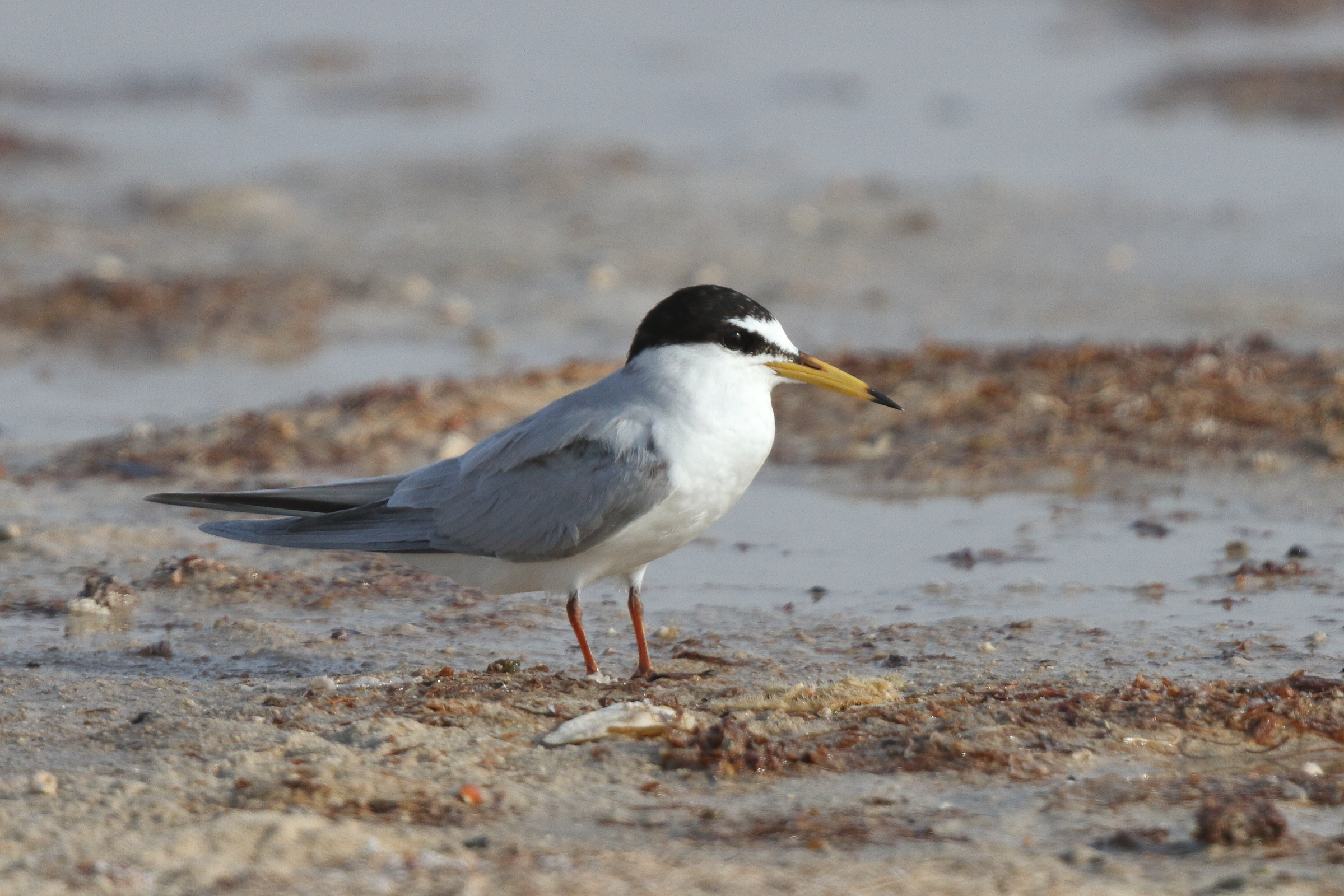 Little Tern. Qatar, 27 May 2014 © Neil G. Morris.