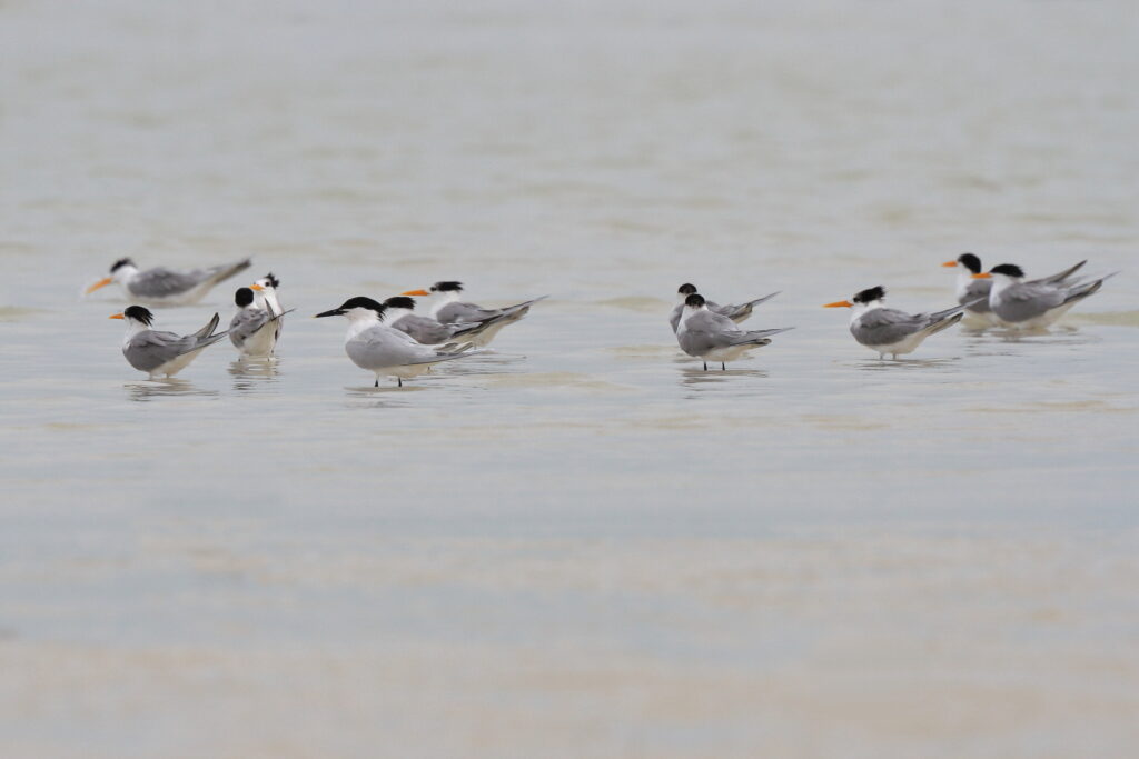 Sandwich Tern. Qatar, 06 March 2013 © Neil G. Morris.