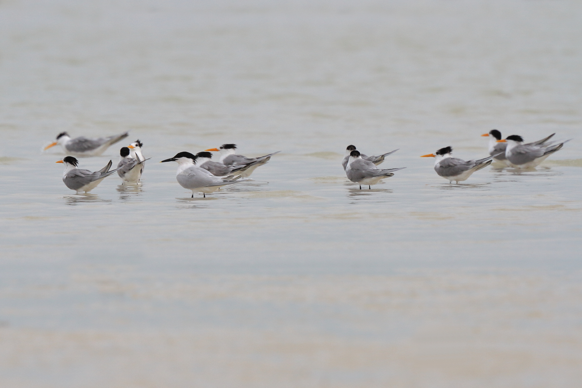 Sandwich Tern. Qatar, 06 March 2013 © Neil G. Morris.